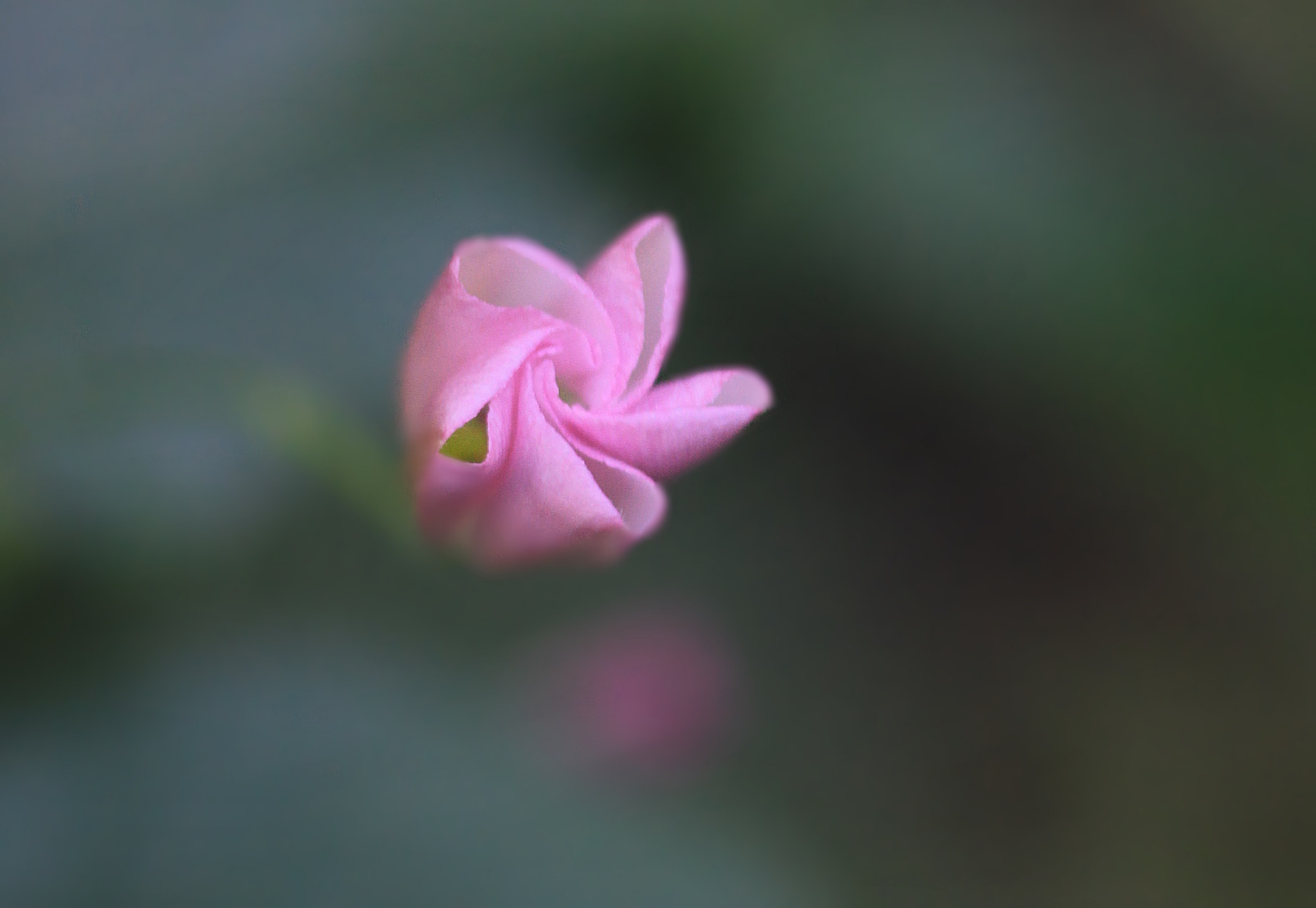 Canon EOS 60D + Sigma 105mm F2.8 EX DG Macro sample photo. Kır Çiçeği-2 photography
