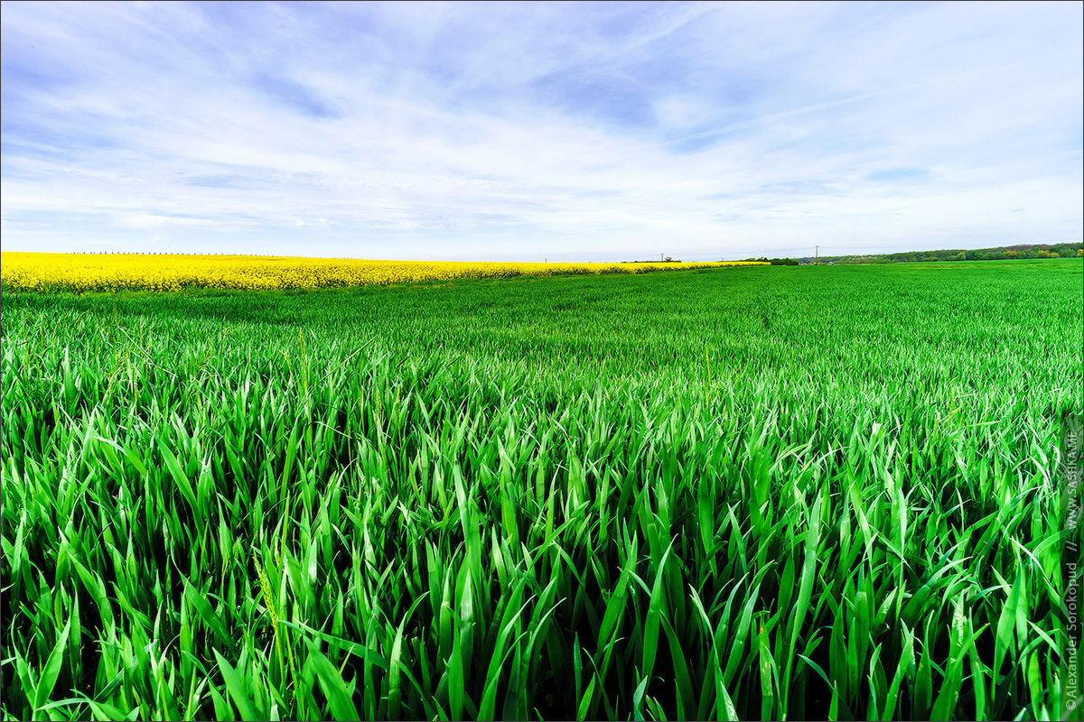 Sony 20mm F2.8 sample photo. Beautiful vivid colors of spring plants photography