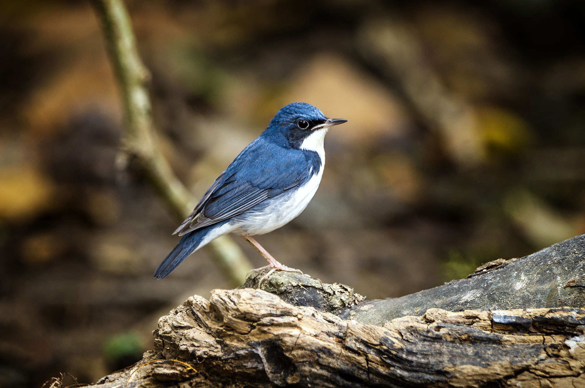 Sony 70-400mm F4-5.6 G SSM II sample photo. Siberian blue robin photography