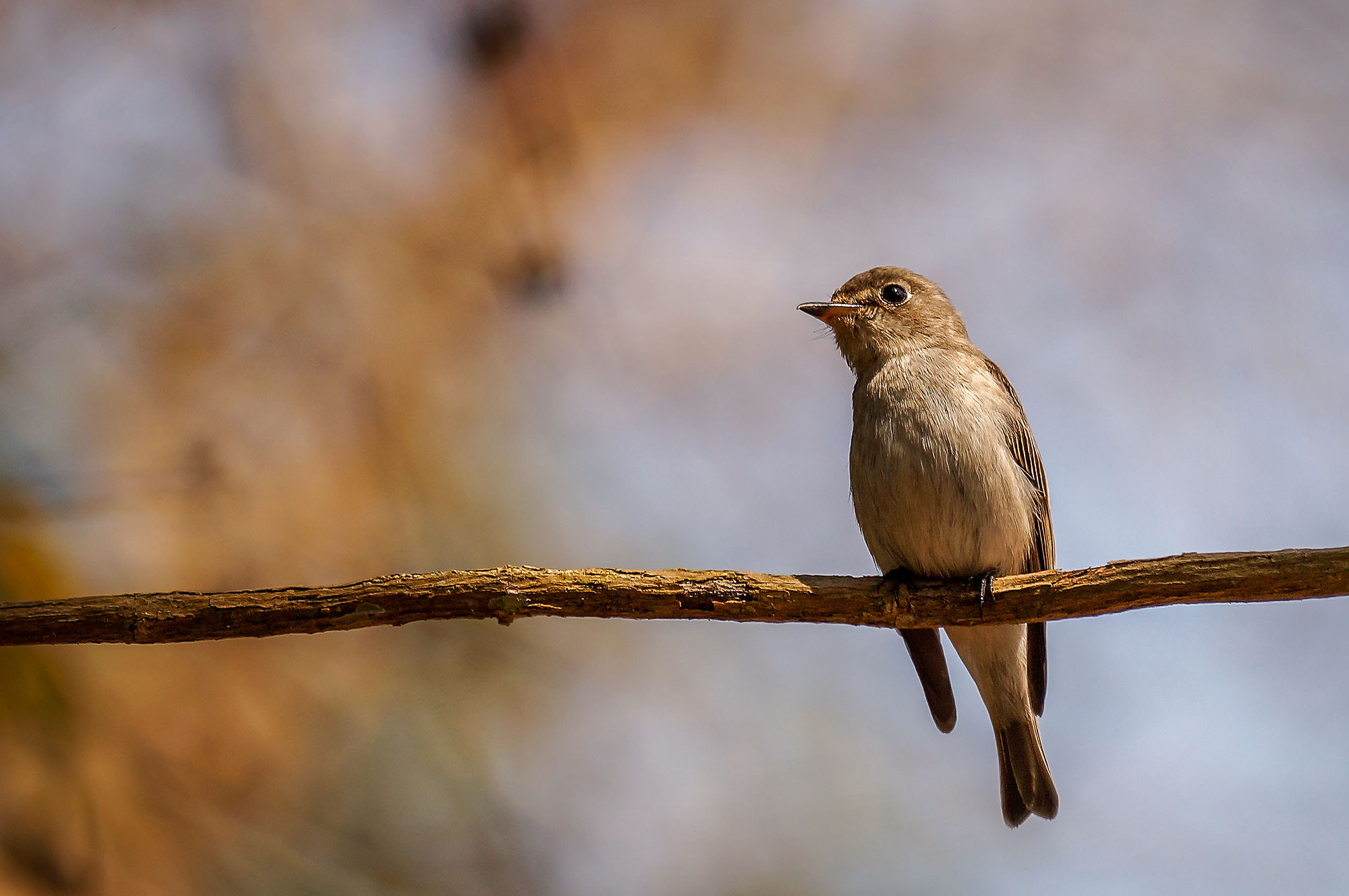 Sony 70-300mm F4.5-5.6 G SSM sample photo. Asian brown flycatcher photography