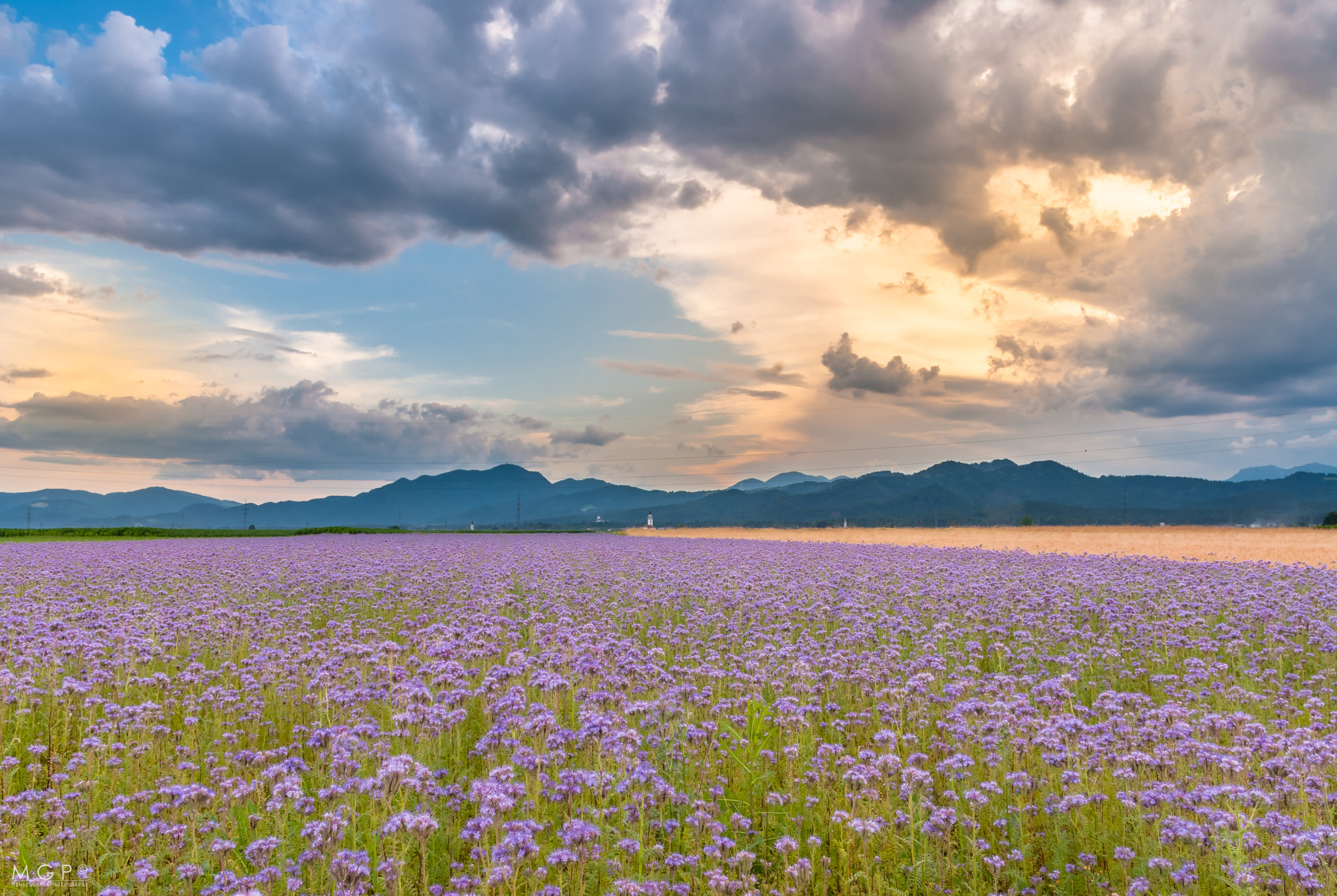 Sigma 17-50mm F2.8 EX DC OS HSM sample photo. Purple fields photography