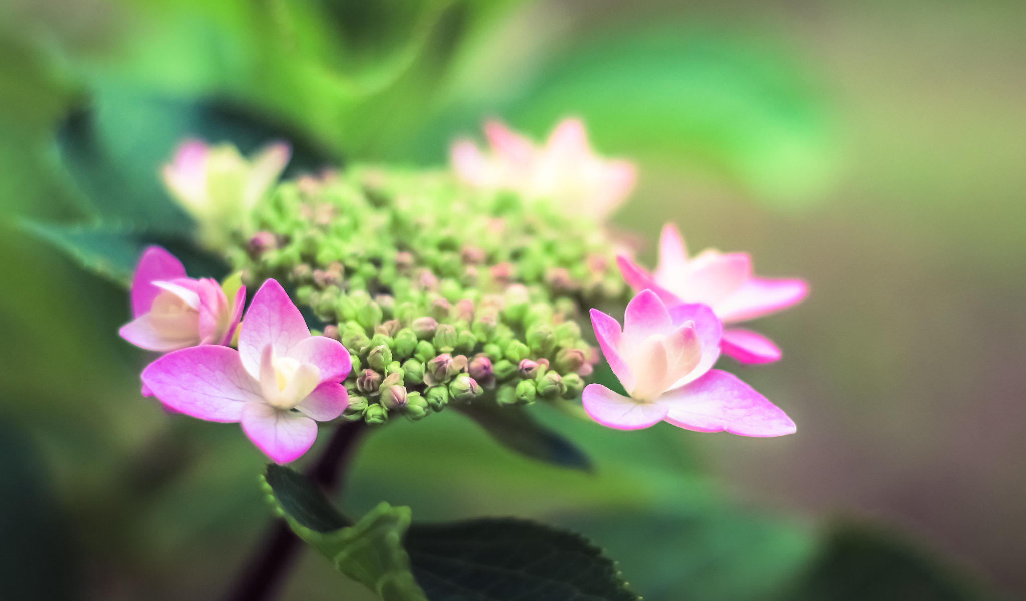 Canon EOS 650D (EOS Rebel T4i / EOS Kiss X6i) sample photo. Pink & green photography