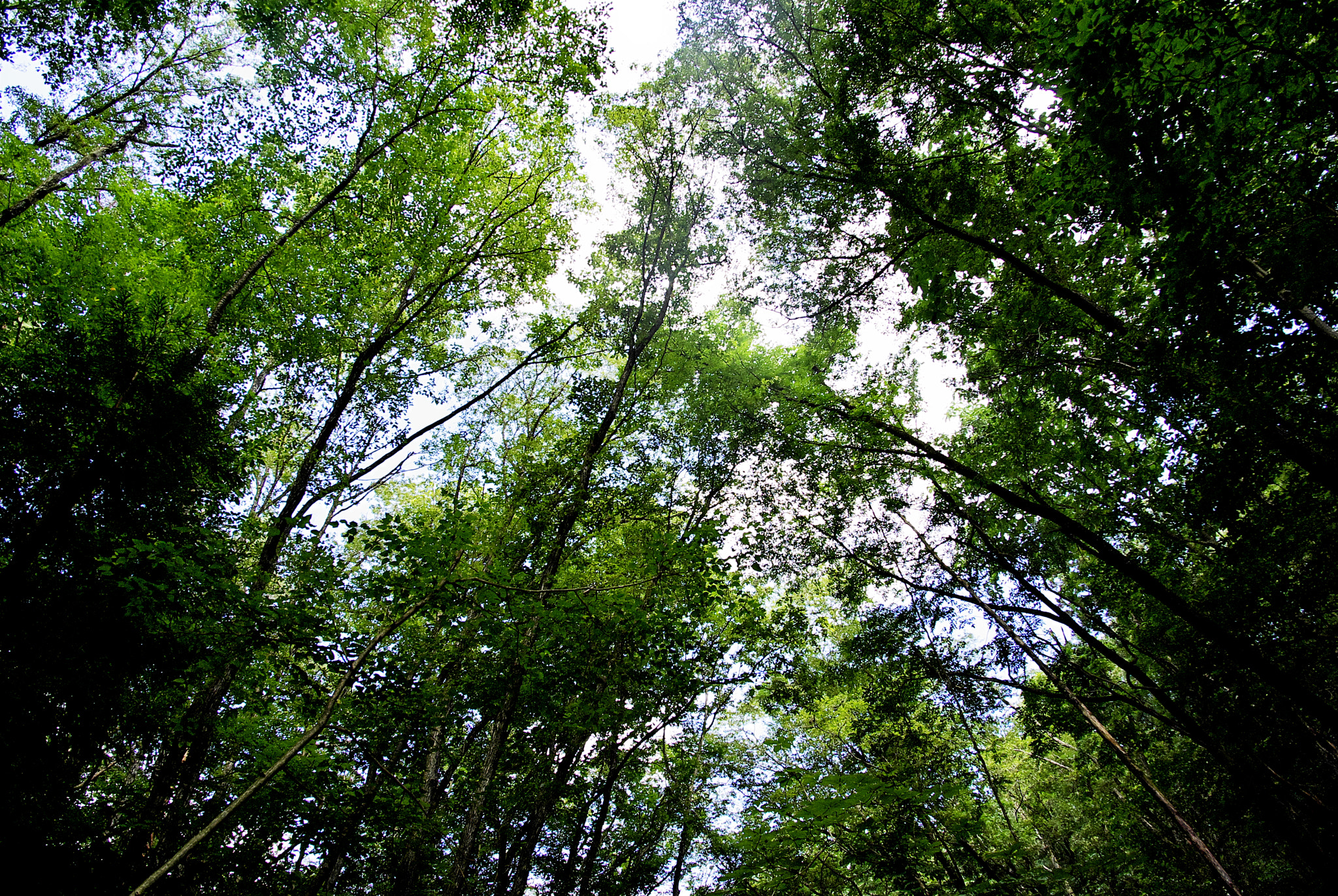 Pentax K10D sample photo. Vault photography