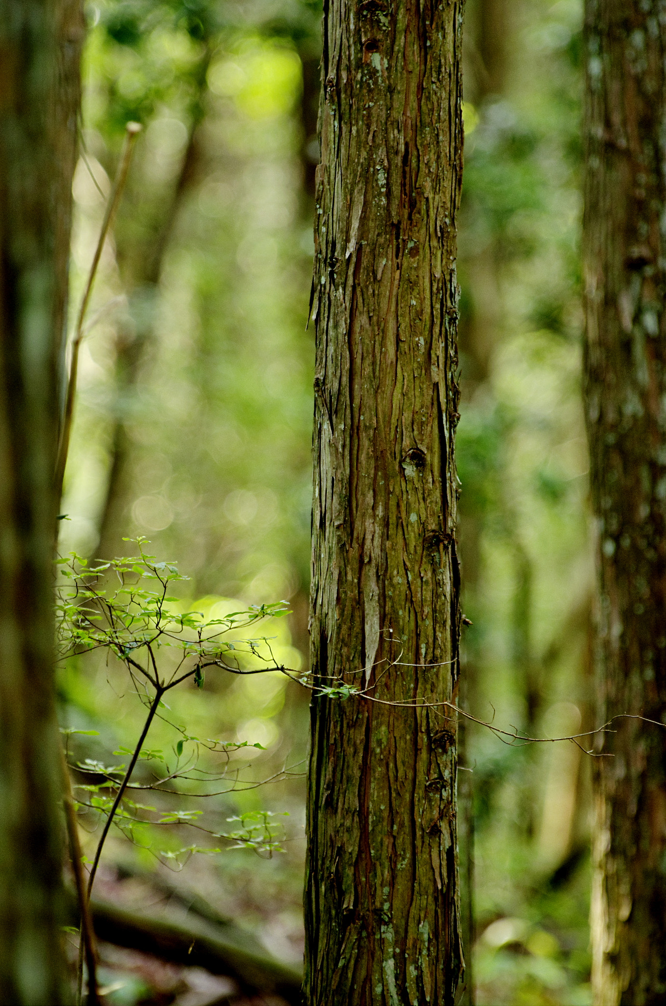 Pentax K-5 II sample photo. 300mm photography