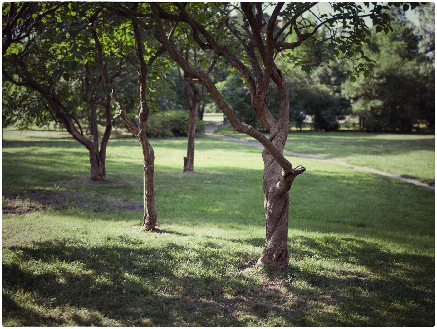 Nikon D3000 + Sigma 30mm F1.4 EX DC HSM sample photo. Trees photography
