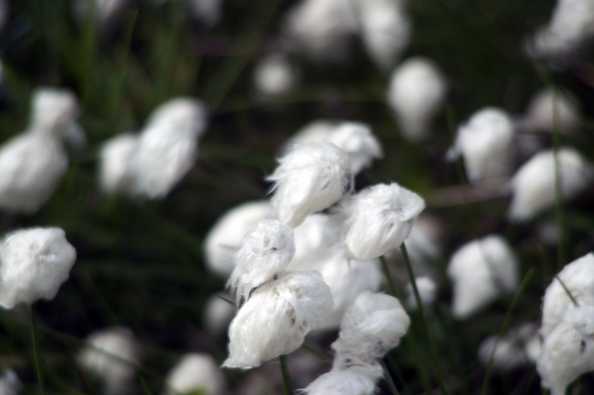 KONICA MINOLTA MAXXUM 5D sample photo. Eriophorum scheuchzeri photography