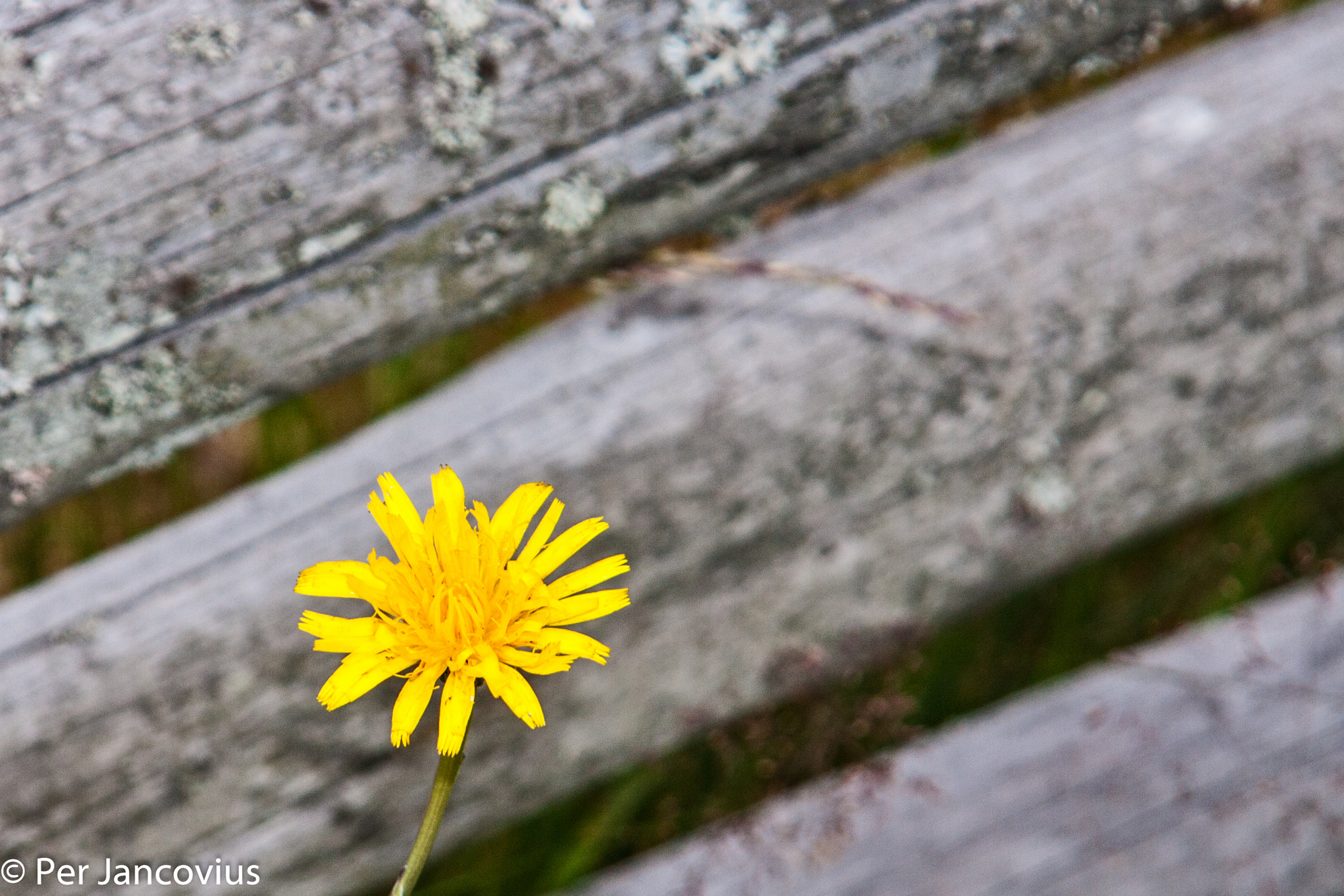 Canon EOS 40D sample photo. Yellow against grey photography