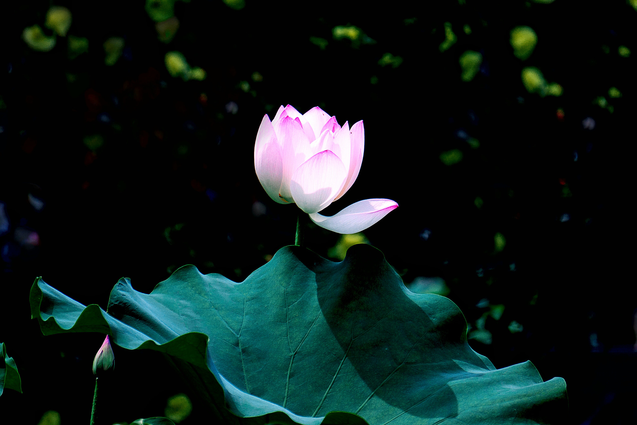 Sony Alpha NEX-5R + Sony E 55-210mm F4.5-6.3 OSS sample photo. 绿荷红菡萏 photography