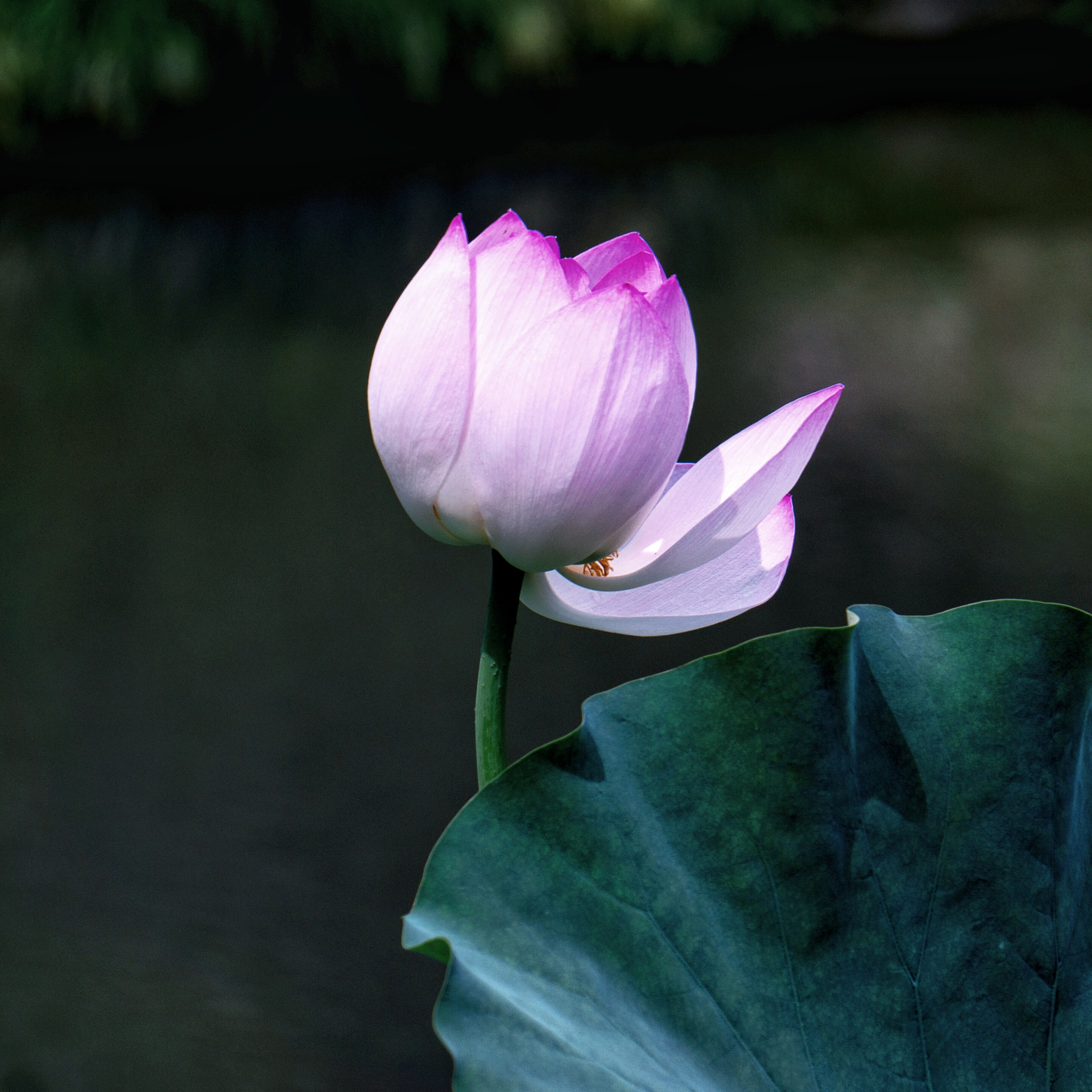 Sony Alpha NEX-5R + Sony E 55-210mm F4.5-6.3 OSS sample photo. 相依 photography