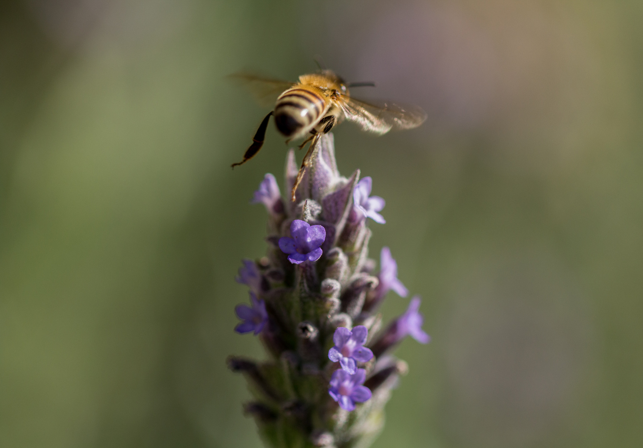 Canon EF 100mm F2.8L Macro IS USM sample photo. Bee pollinating photography