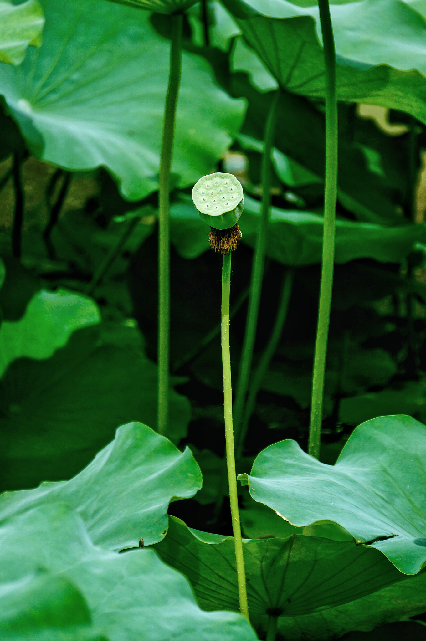Sony Alpha NEX-5R + Sony E 55-210mm F4.5-6.3 OSS sample photo. 亭亭静植 photography