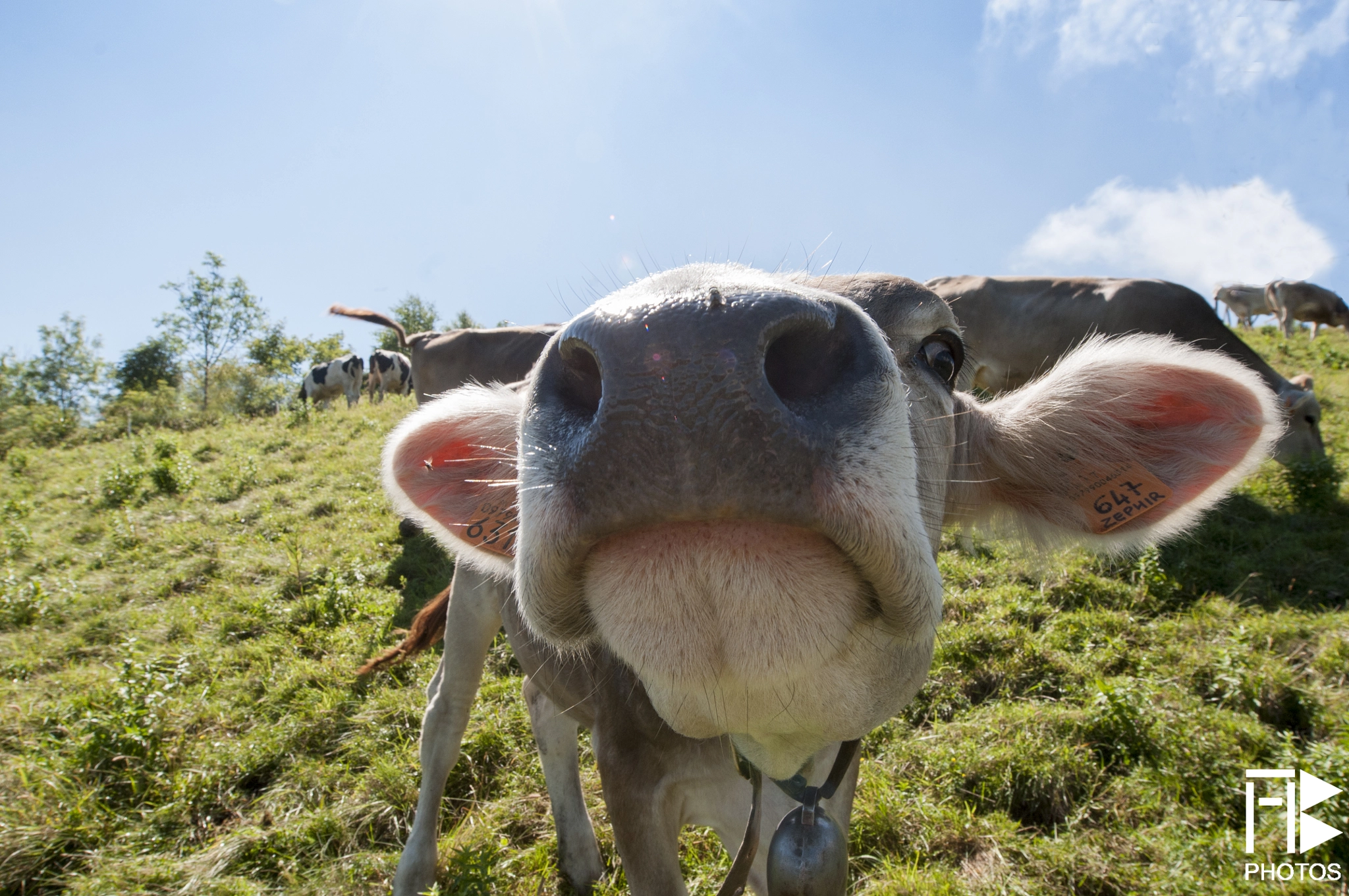 Nikon D300S sample photo. A curious cow photography