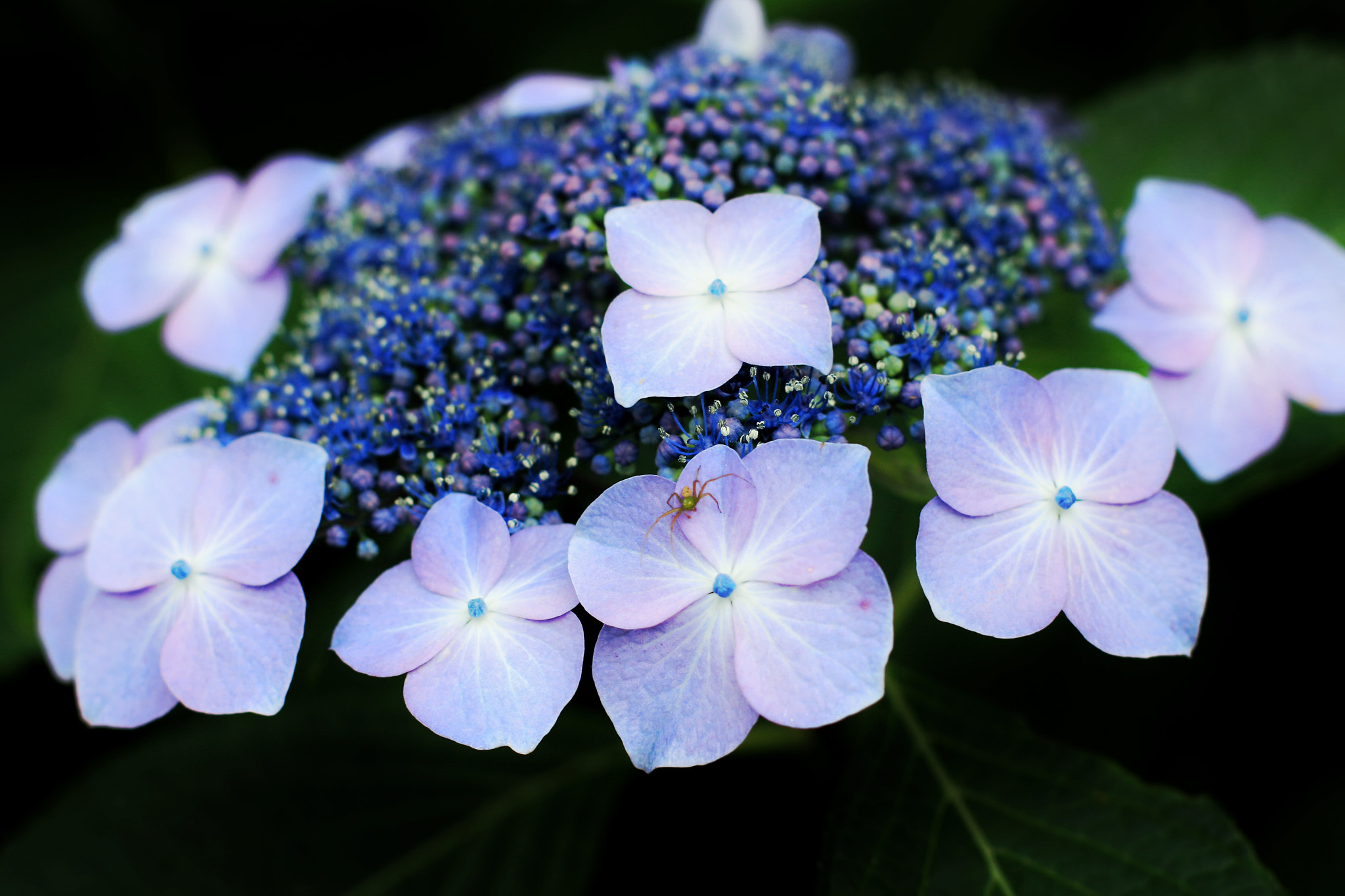 Canon EOS M2 sample photo. Hydrangea photography