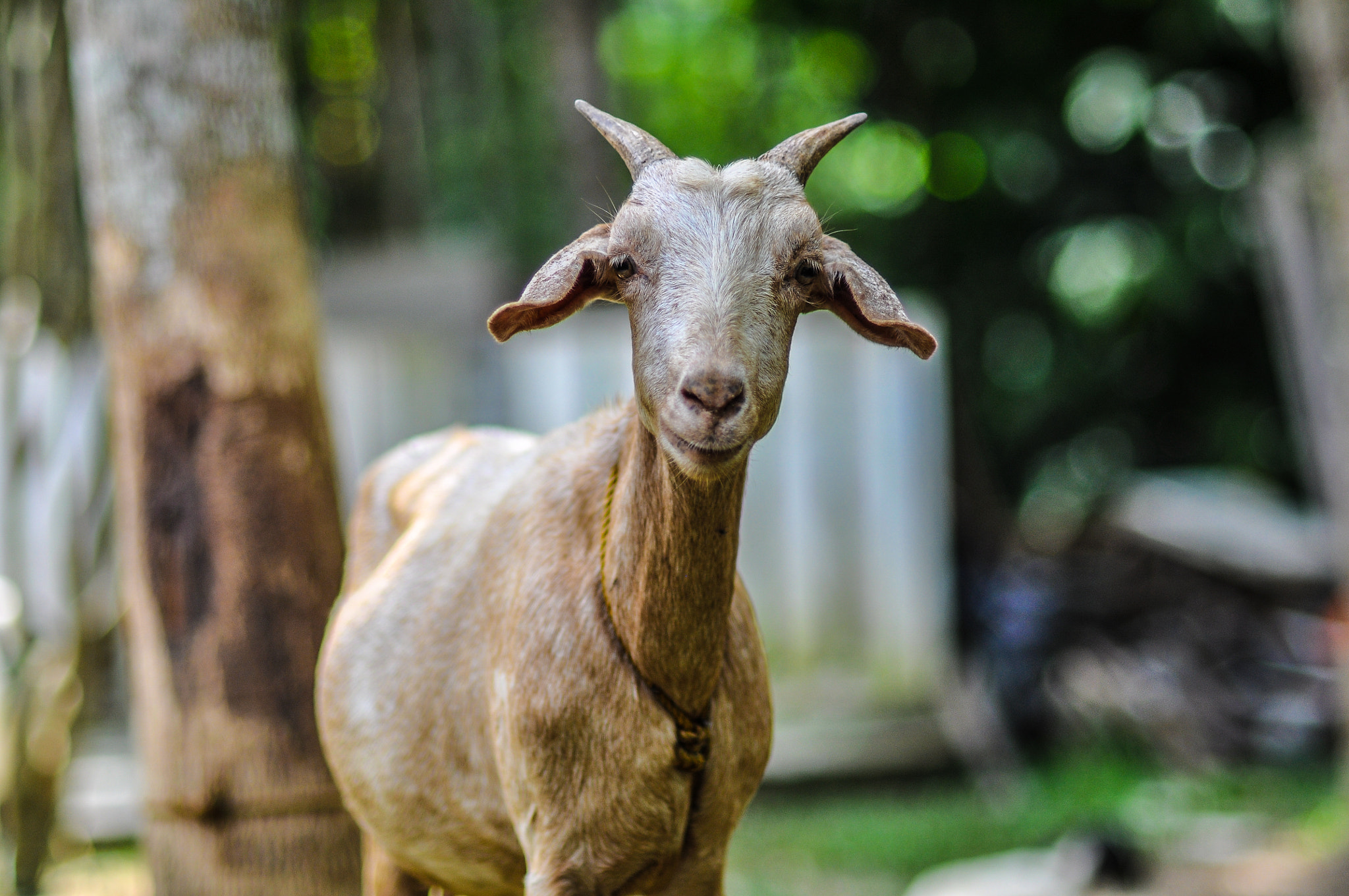 Nikon D90 + Nikon AF Nikkor 85mm F1.8D sample photo. Baa baa white sheep photography