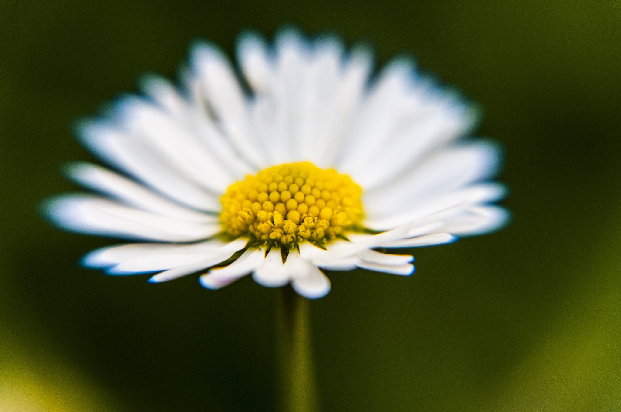 Sigma 18-200mm F3.5-6.3 DC OS HSM sample photo. Macro photography