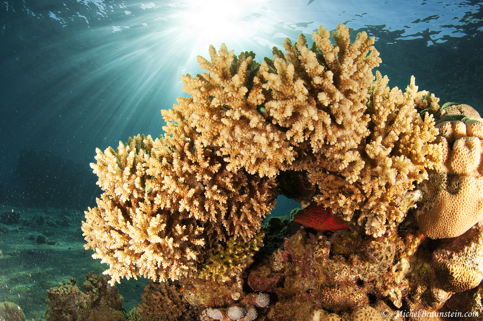 Nikon AF DX Fisheye-Nikkor 10.5mm F2.8G ED sample photo. Rays of sun under the red sea photography