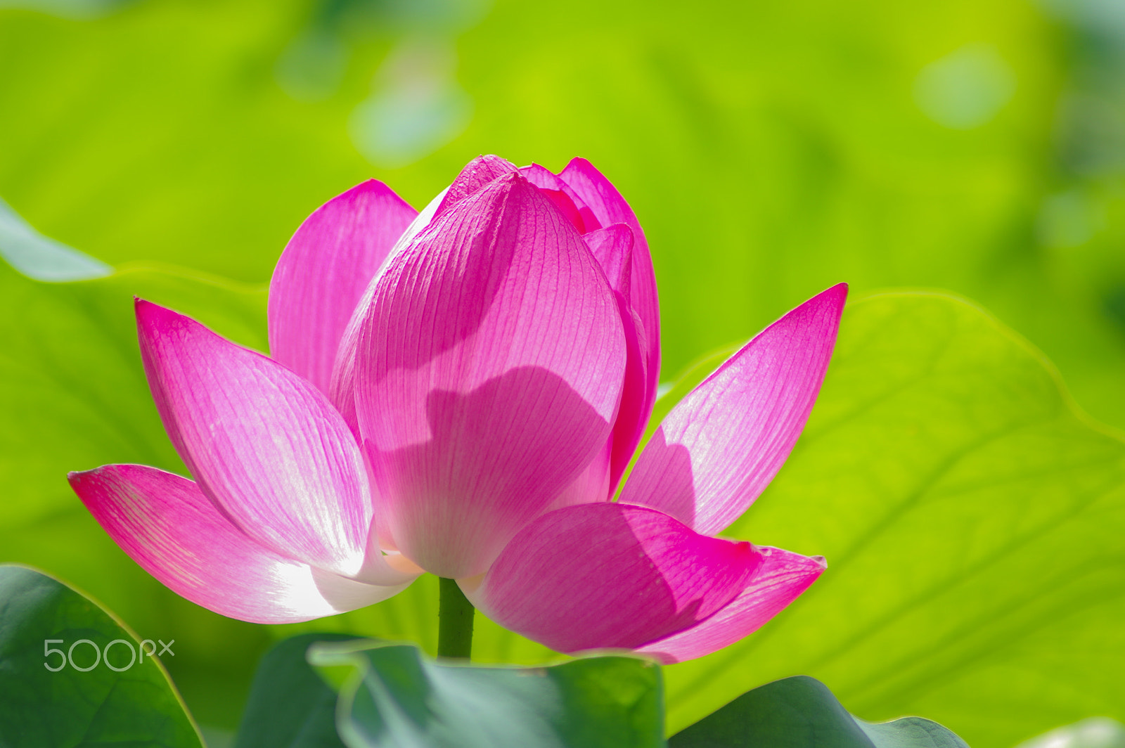 Pentax K-3 II sample photo. Lotus photography