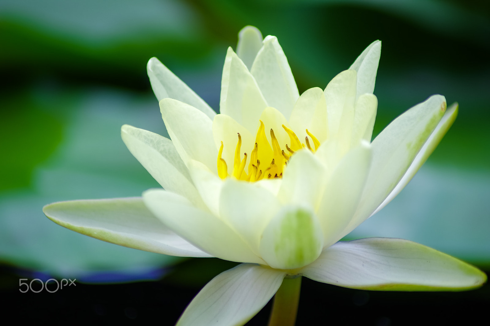 Pentax K-3 II sample photo. Water lilies photography