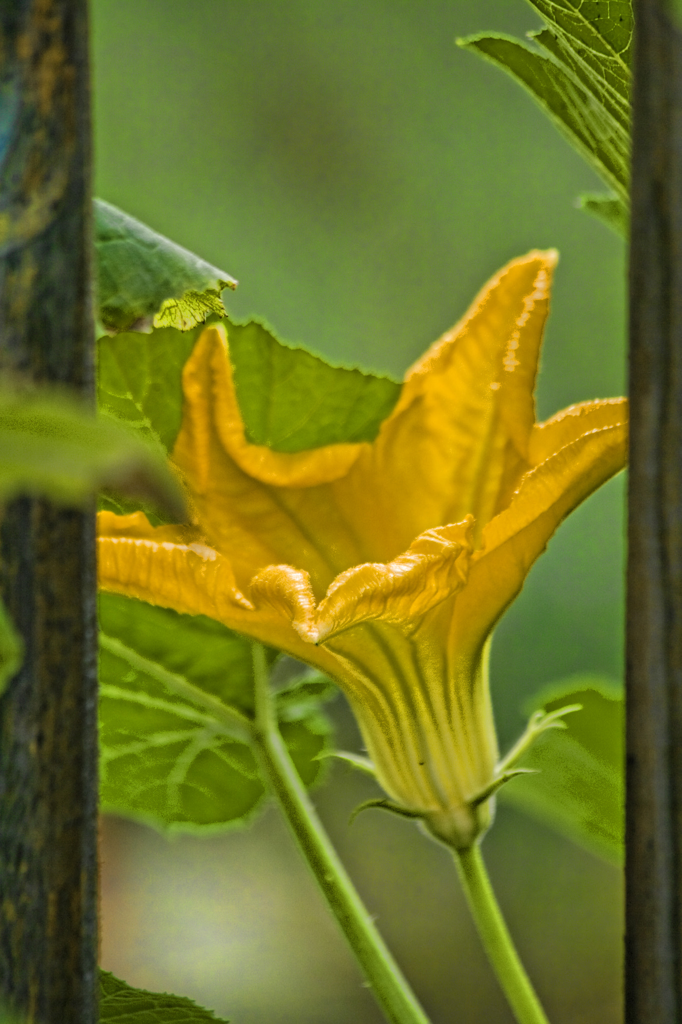 Canon EOS 400D (EOS Digital Rebel XTi / EOS Kiss Digital X) sample photo. Squash blossom photography