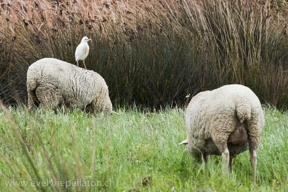 Canon EF 200-400mm F4L IS USM Extender 1.4x sample photo. Héron garde- ... moutons photography