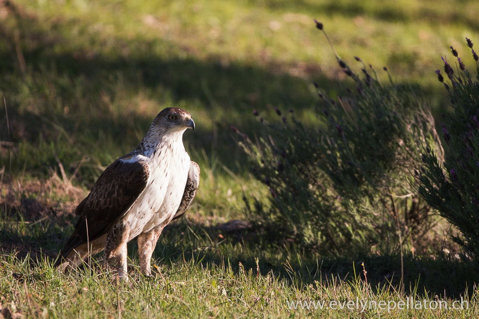 Canon EF 200-400mm F4L IS USM Extender 1.4x sample photo. Aigle de bonelli photography