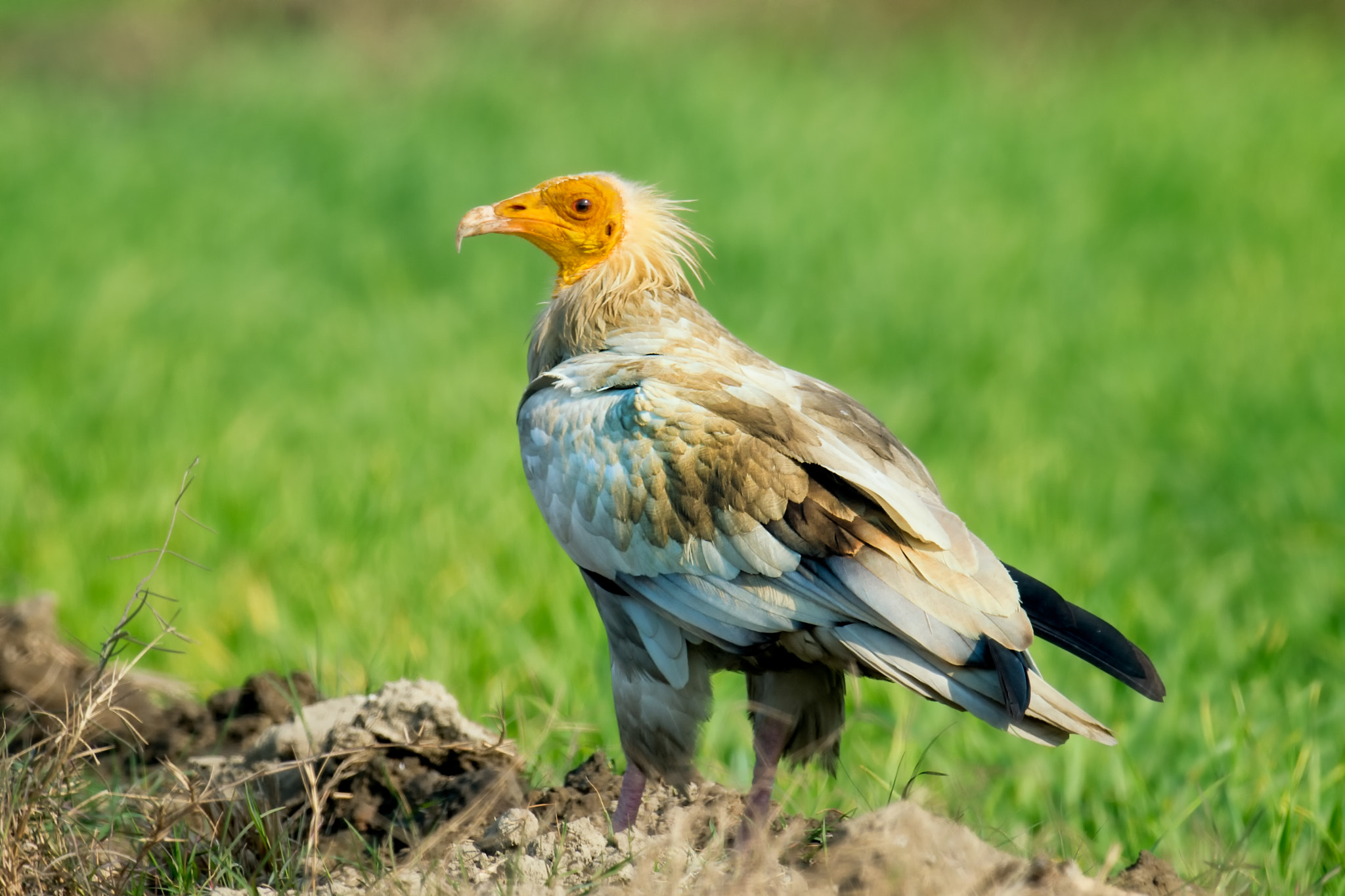 Nikon AF-S Nikkor 800mm F5.6E FL ED VR sample photo. Egyptian vulture pharaoh's chicken neophron percnopterus photography