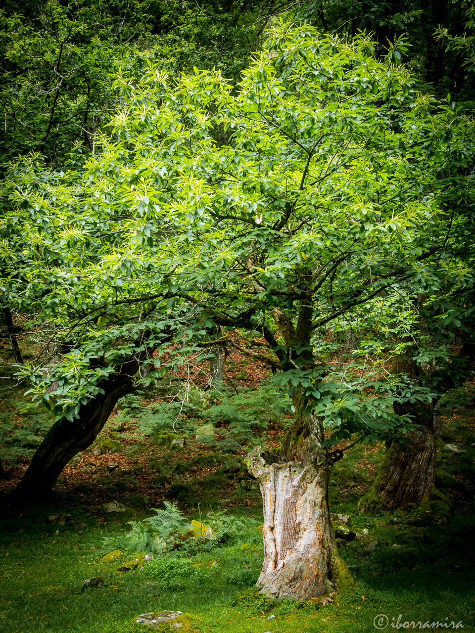 Olympus OM-D E-M10 + Panasonic Lumix G Vario HD 12-32mm F3.5-5.6 Mega OIS sample photo. Espinaredo (asturias): en los dominios del trasgu photography