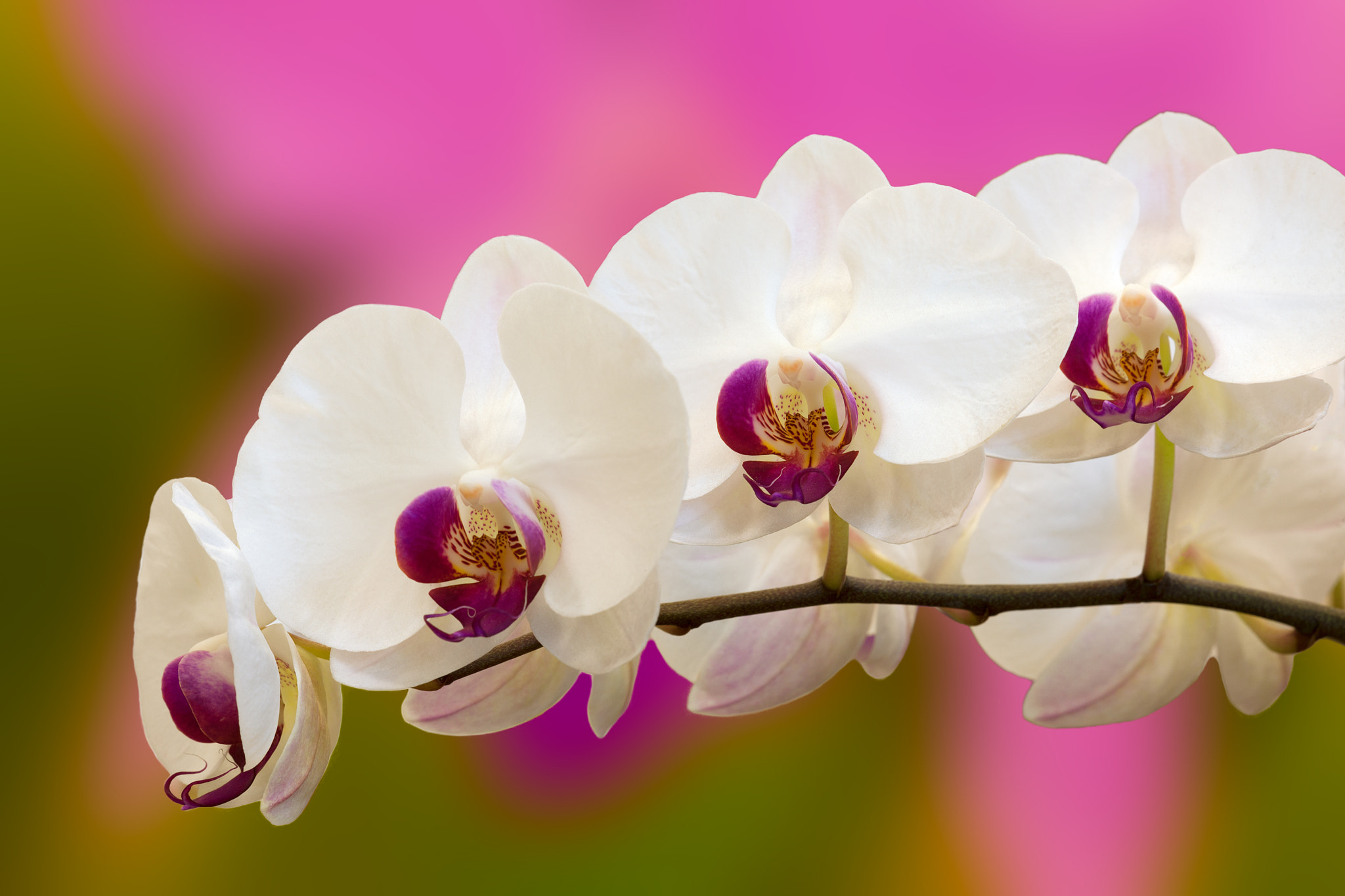 Canon EF 180mm F3.5L Macro USM sample photo. Color y forma photography