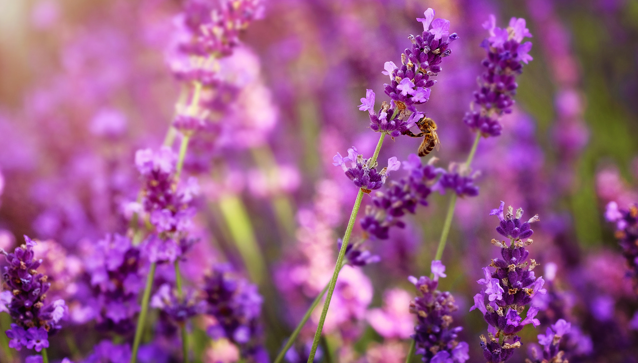 Fujifilm X-E2 + Fujifilm XF 90mm F2 R LM WR sample photo. Bee in lavender photography