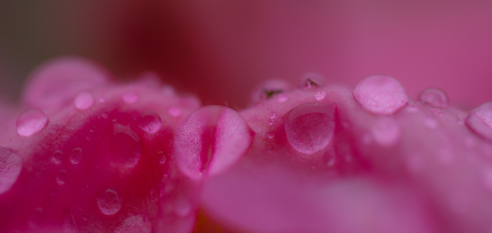 Tamron SP AF 60mm F2 Di II LD IF Macro sample photo. Gouttelettes photography