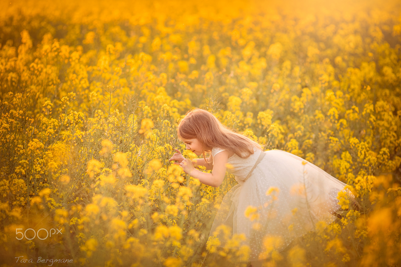 Canon EOS 5DS + Canon EF 135mm F2L USM sample photo. Rapeseed field photography