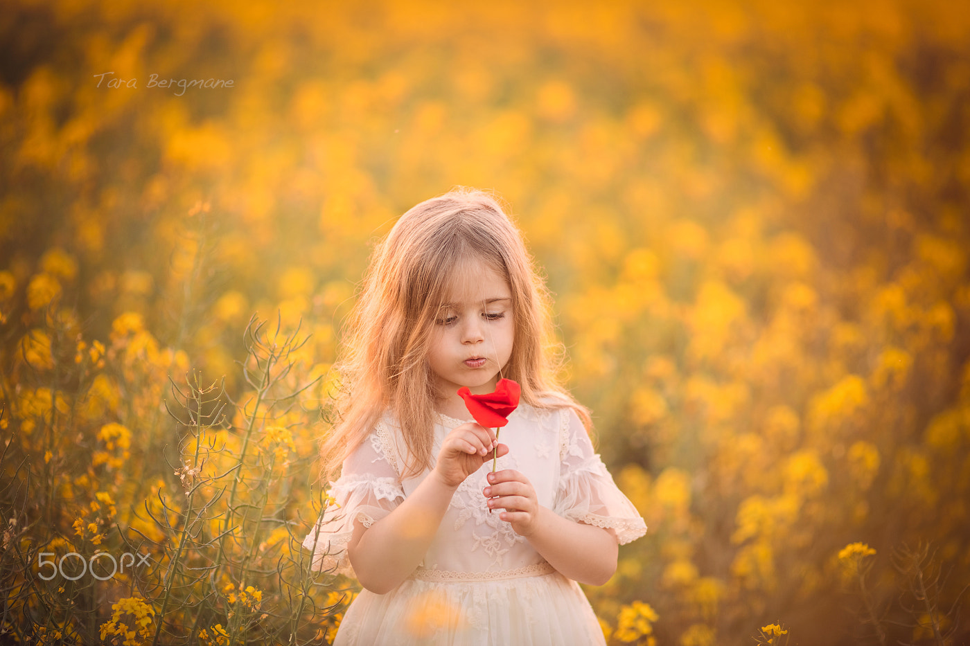 Canon EOS 5DS + Canon EF 135mm F2L USM sample photo. Rape field and a poppy photography