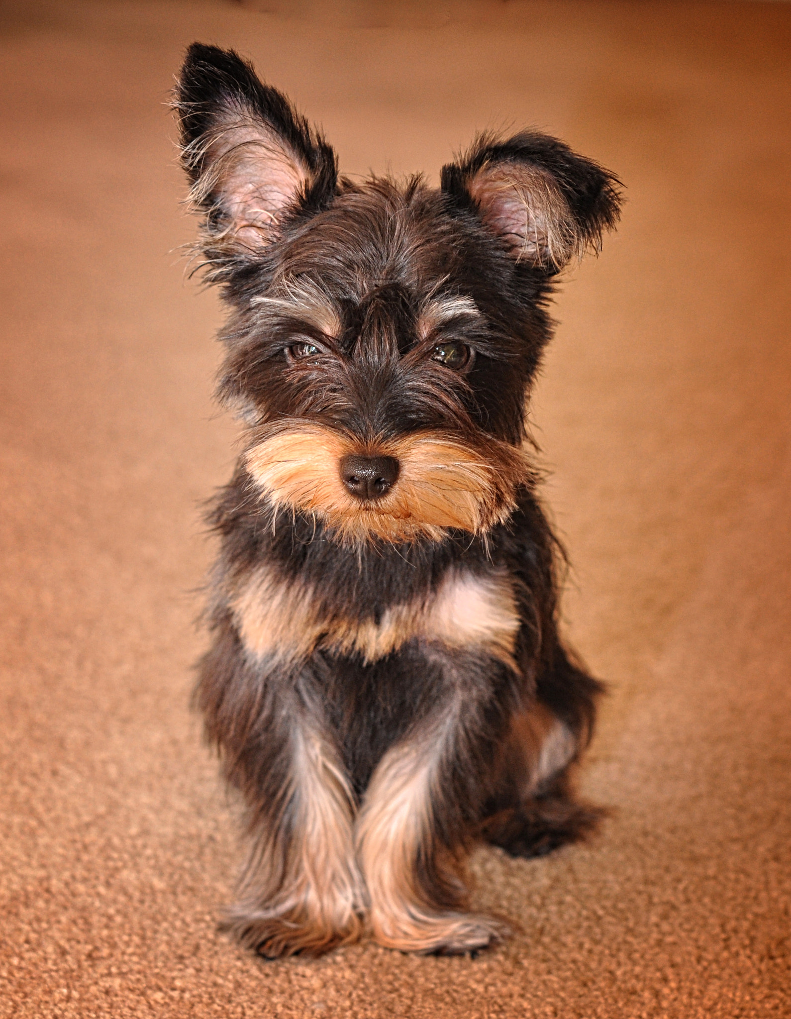 Nikon AF-S Micro-Nikkor 60mm F2.8G ED sample photo. Yorkie terrier photography
