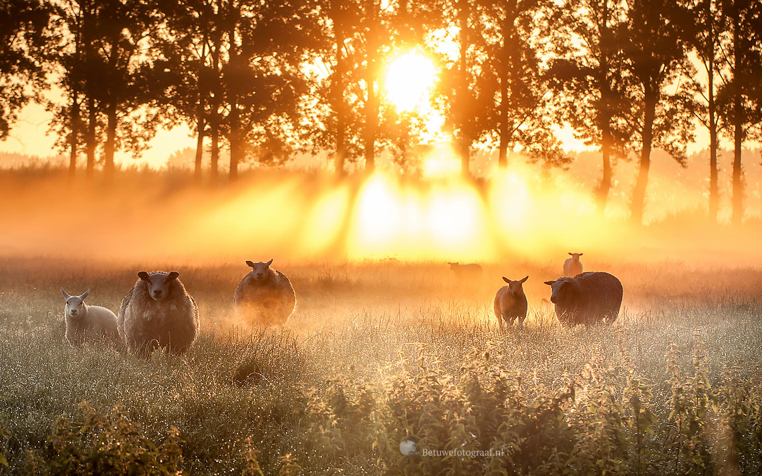 Canon EOS 40D + Canon EF 100mm F2.8L Macro IS USM sample photo. Sheep into the foggy morning photography