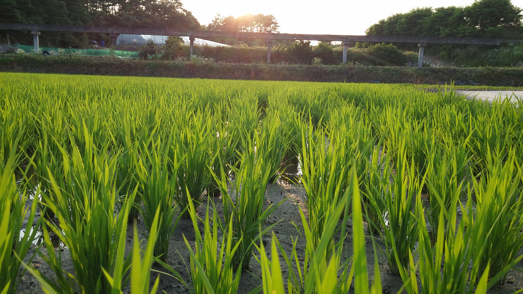 LG G3 CAT.6 sample photo. Field of yechong photography