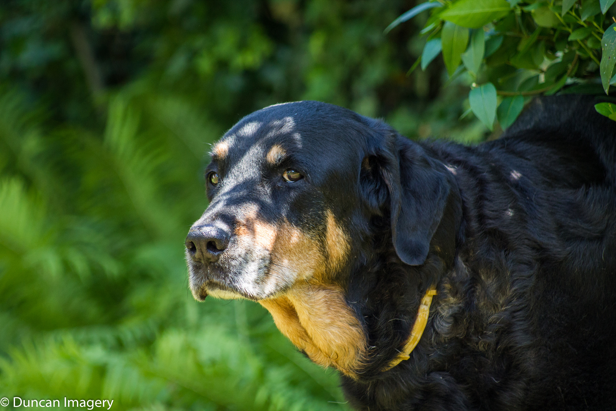 Canon EOS 1100D (EOS Rebel T3 / EOS Kiss X50) + Canon EF 80-200mm F4.5-5.6 II sample photo. Rott in the shadow photography