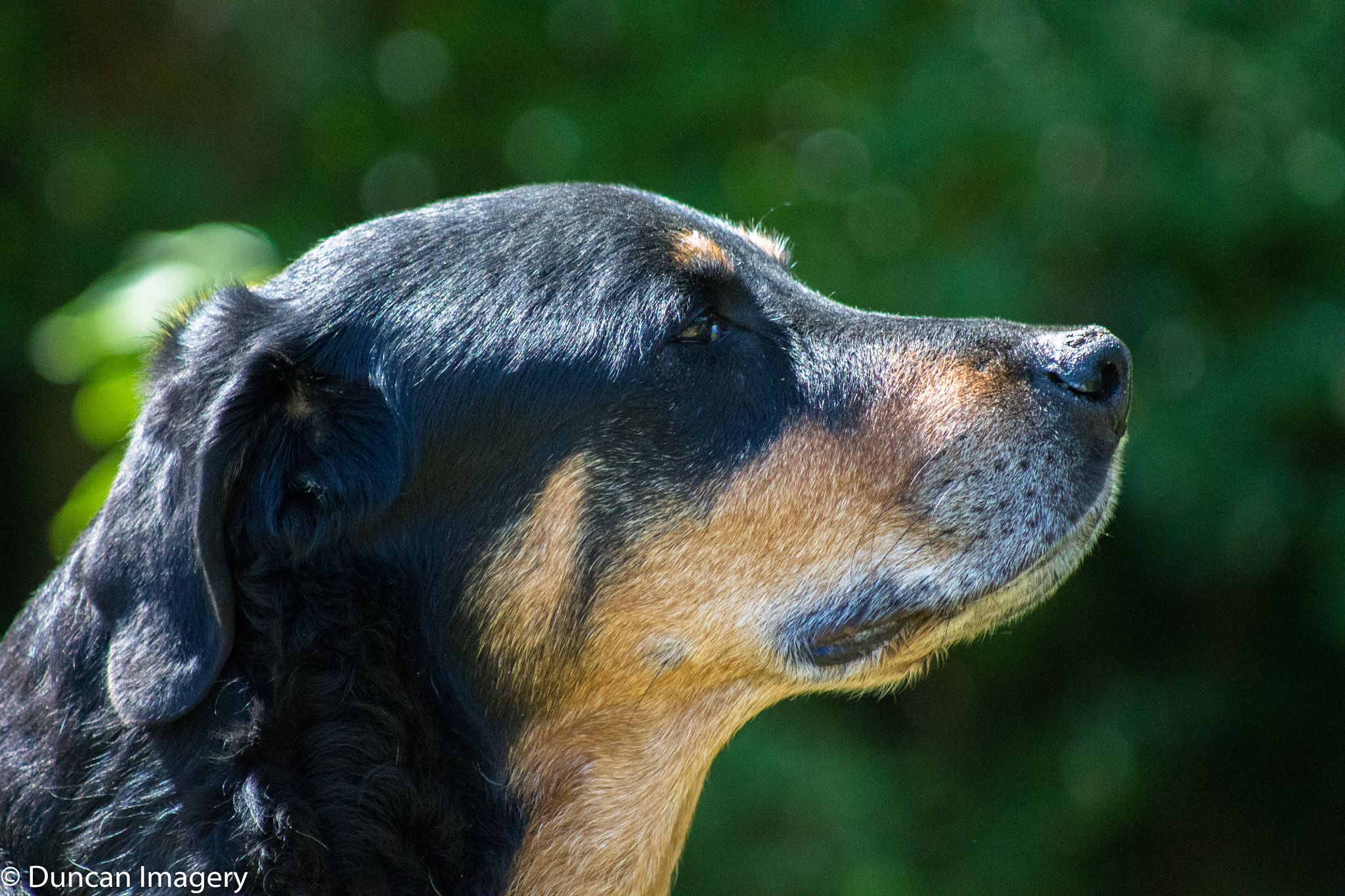 Canon EF 80-200mm F4.5-5.6 II sample photo. Romeo portrait photography