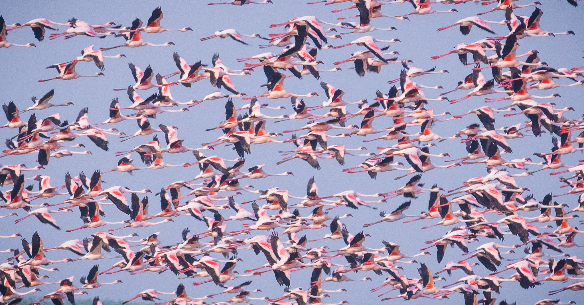 Sony 70-300mm F4.5-5.6 G SSM sample photo. Flamingos in flight photography