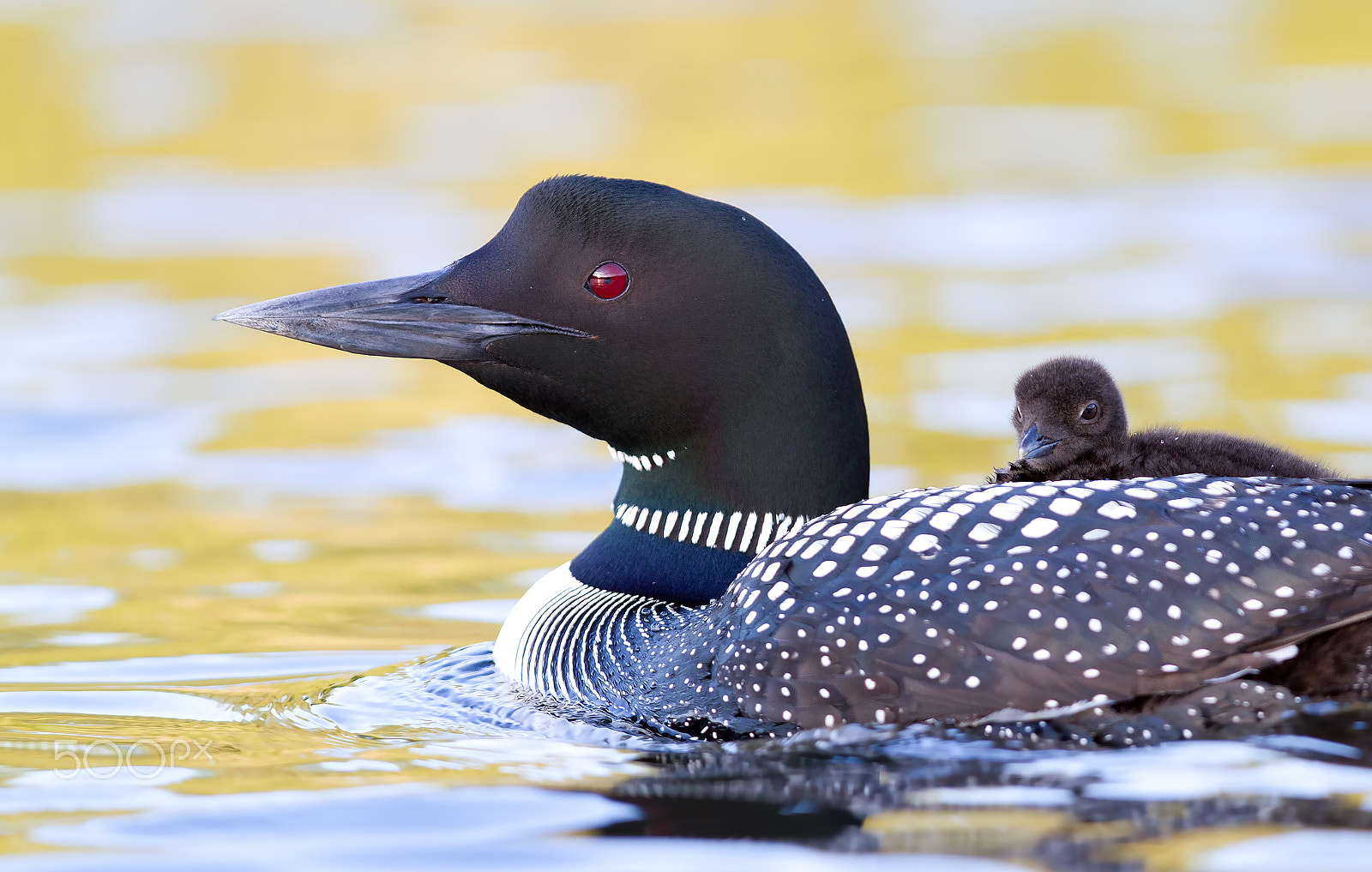 Canon EOS 7D + Canon EF 300mm F2.8L IS USM sample photo. Loon with chick photography