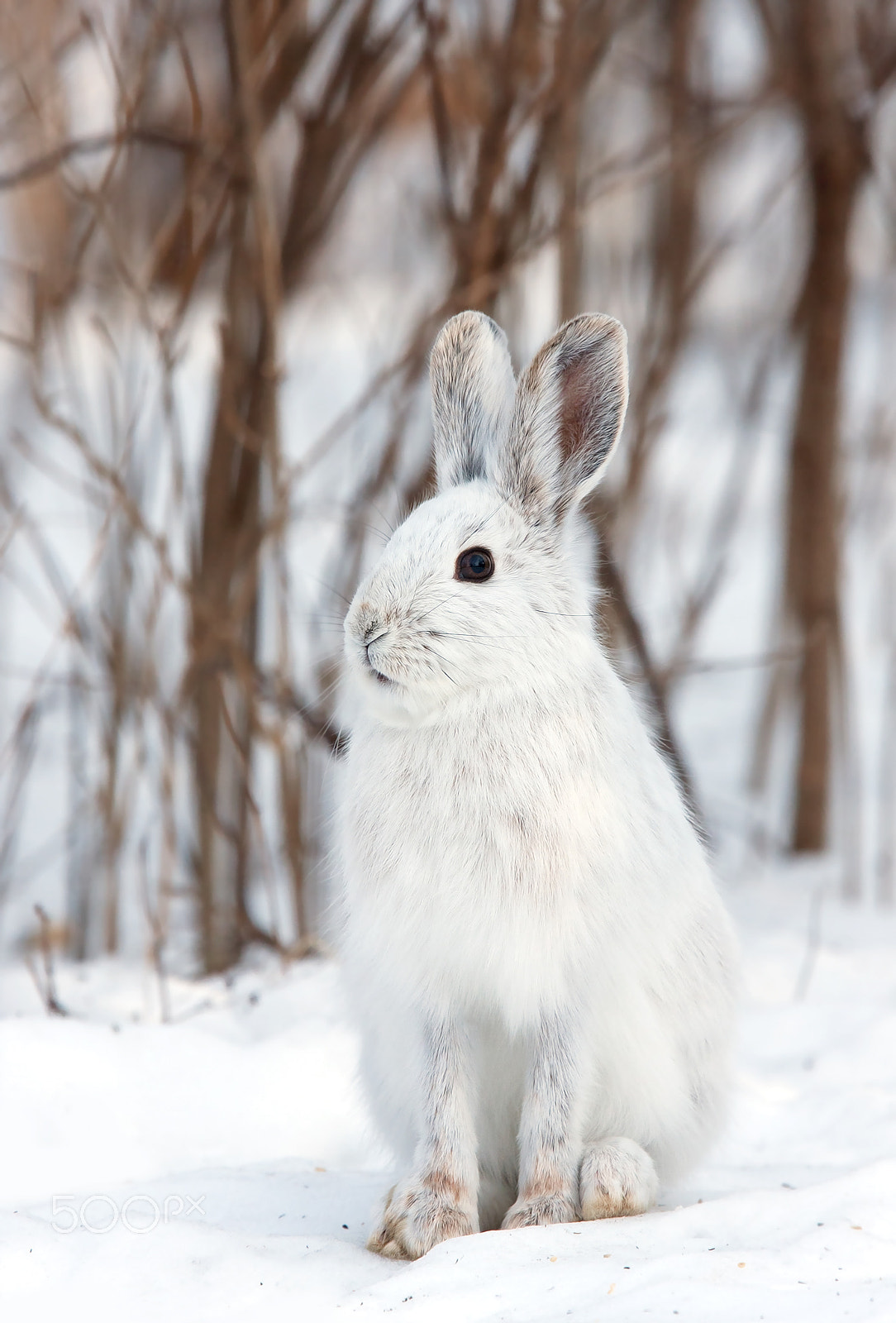 Canon EOS 40D + Canon EF 300mm F2.8L IS USM sample photo. Snowshoe hare photography