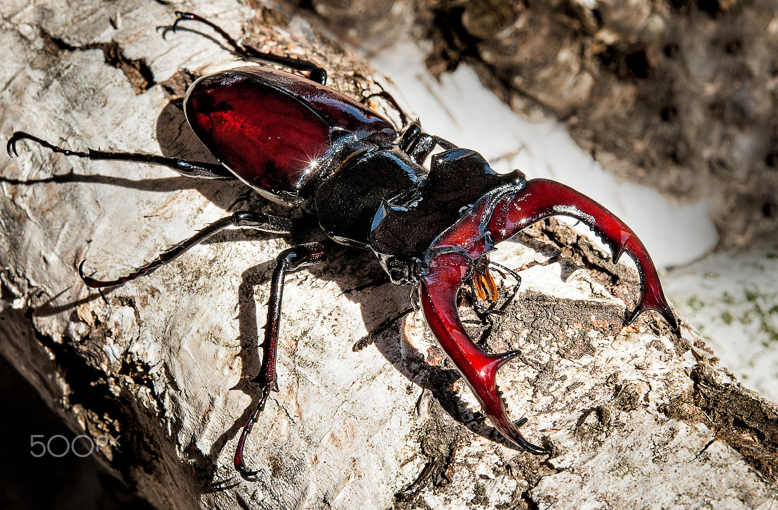 Nikon AF-S Micro-Nikkor 60mm F2.8G ED sample photo. The ‘stag beetle’ (lucanus cervus) photography