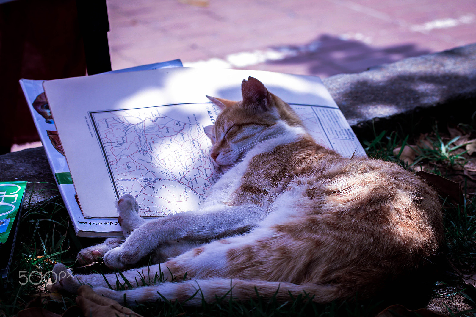 Canon EF-S 60mm F2.8 Macro USM sample photo. Cat in sleeping photography