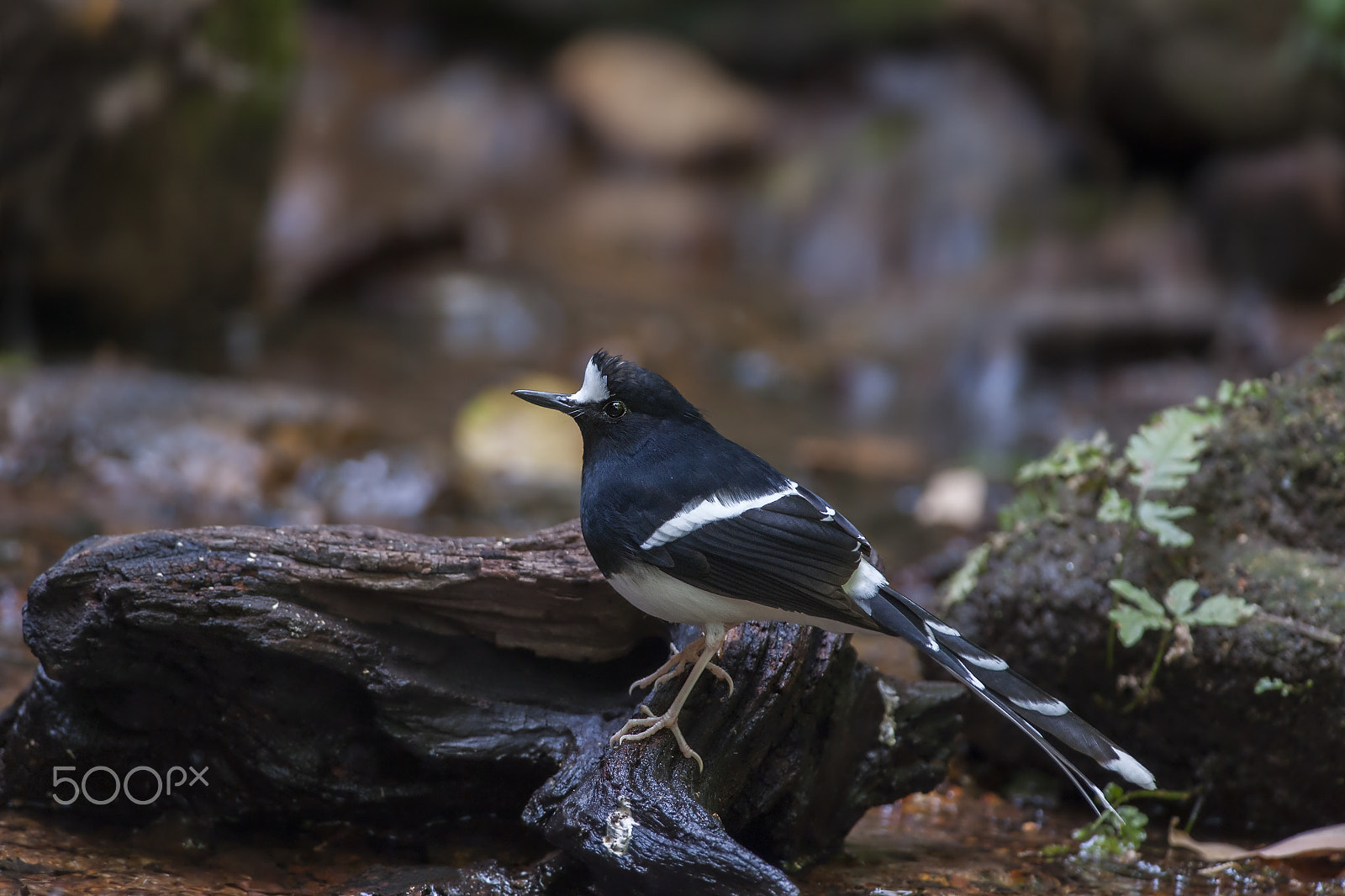 Nikon D700 + Nikon AF-S Nikkor 300mm F4D ED-IF sample photo. White crowned forktail photography