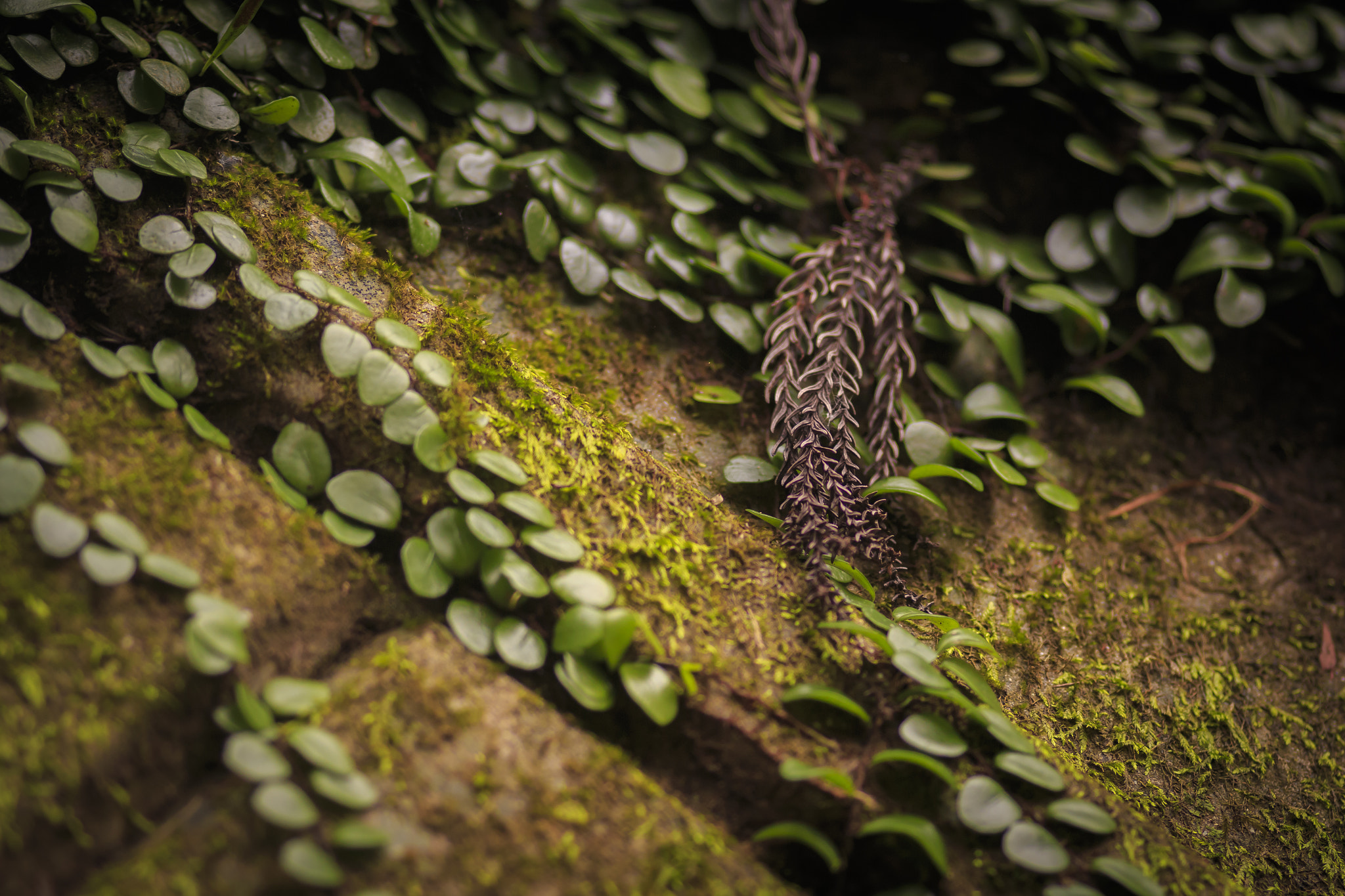 Canon EOS 70D + Sigma 105mm F2.8 EX DG Macro sample photo. 0014_ photography