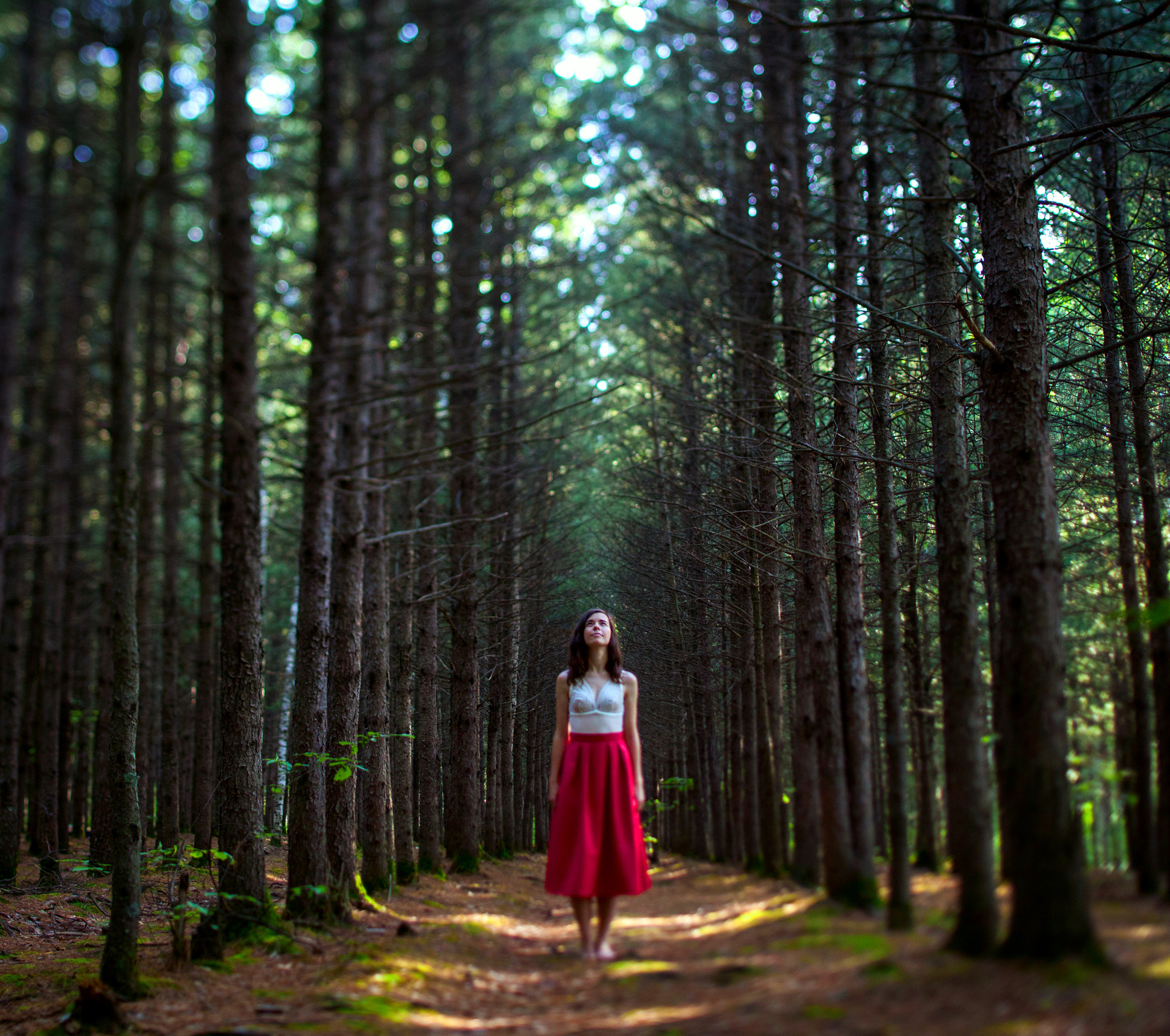 Canon TS-E 45mm F2.8 Tilt-Shift sample photo. Forest.jpg photography