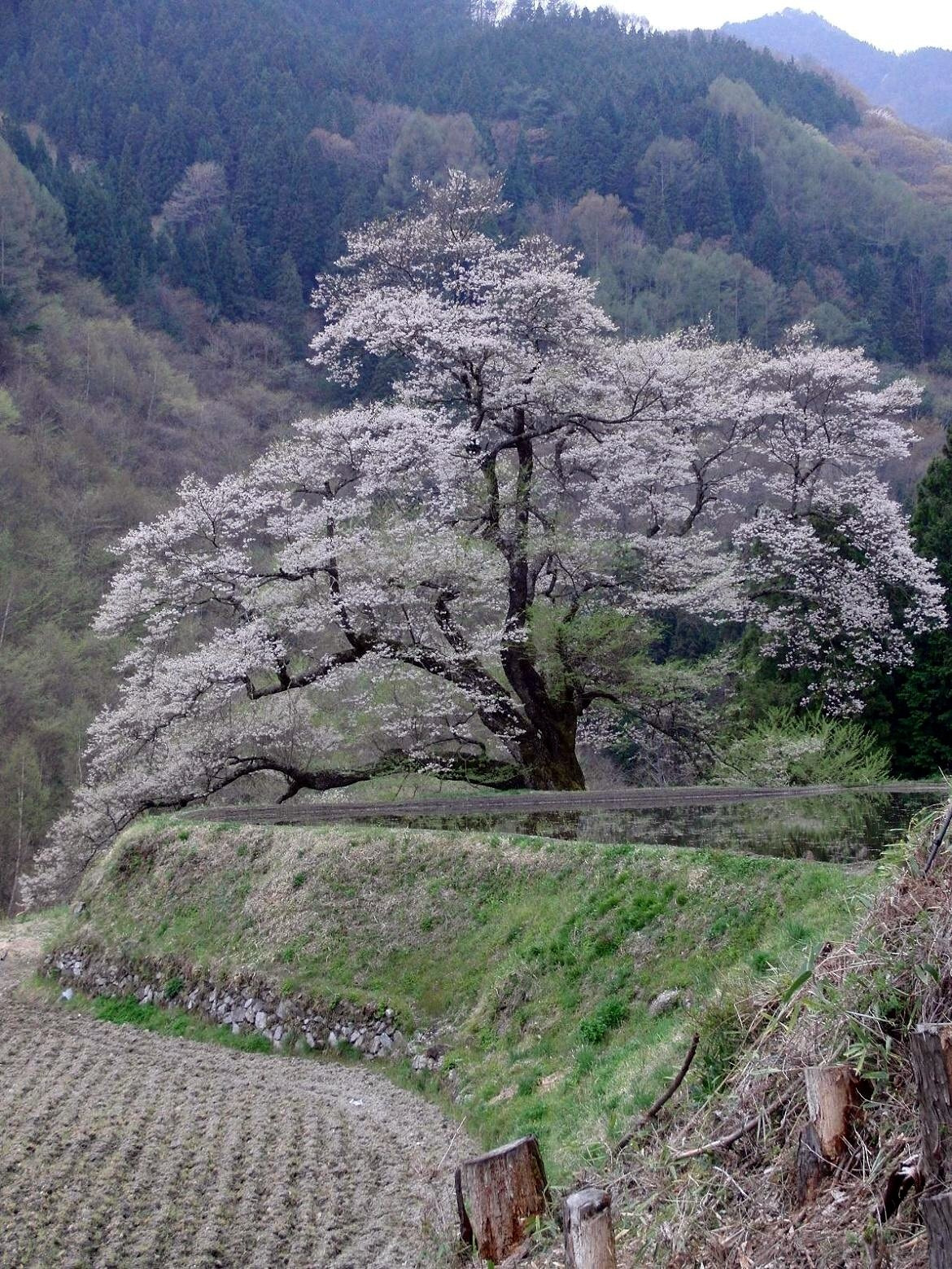 CASIO EX-FC100 sample photo. 桜の古木 咲き− photography