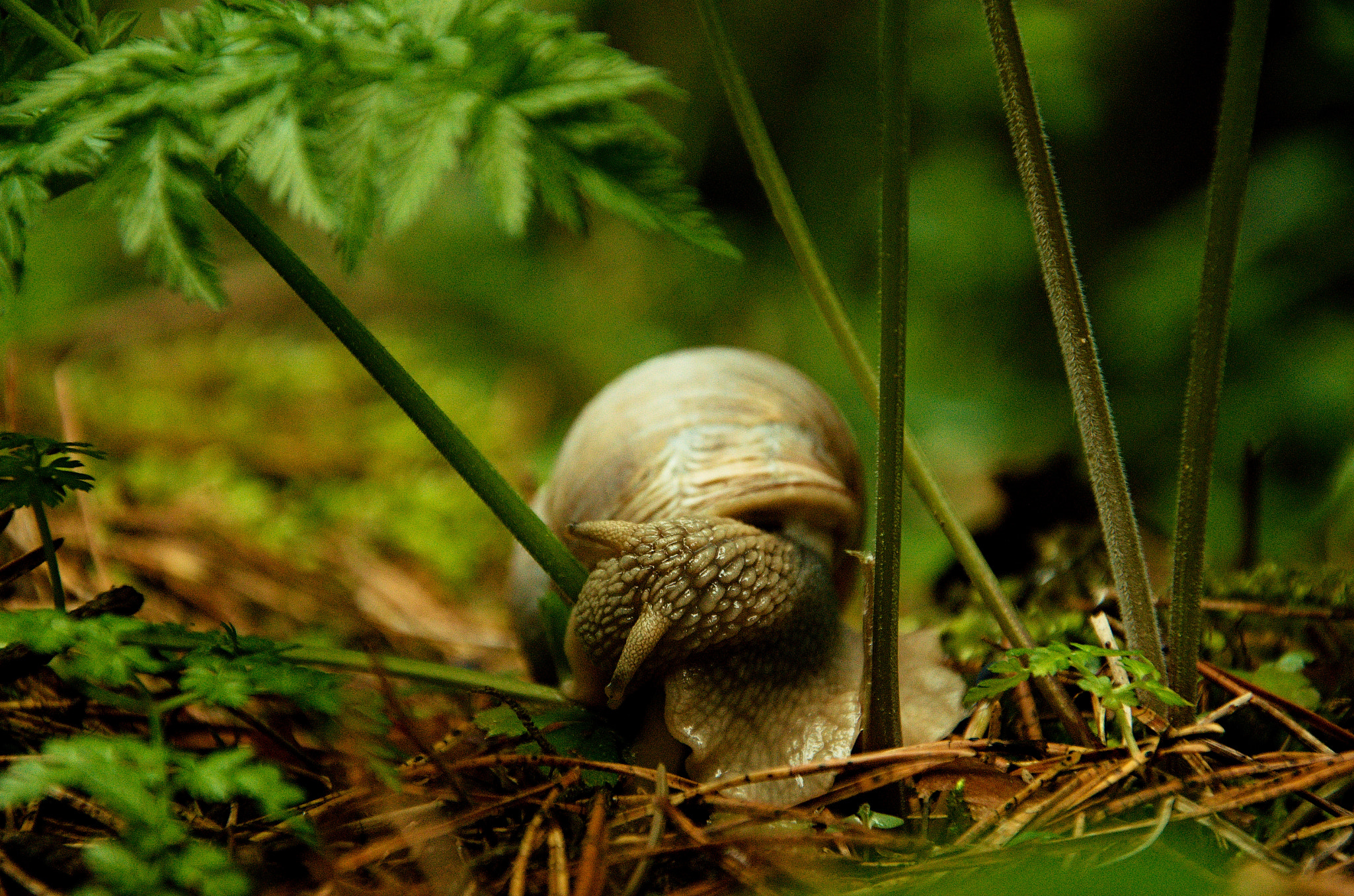 Nikon D5100 + 18.00 - 105.00 mm f/3.5 - 5.6 sample photo. Snail photography