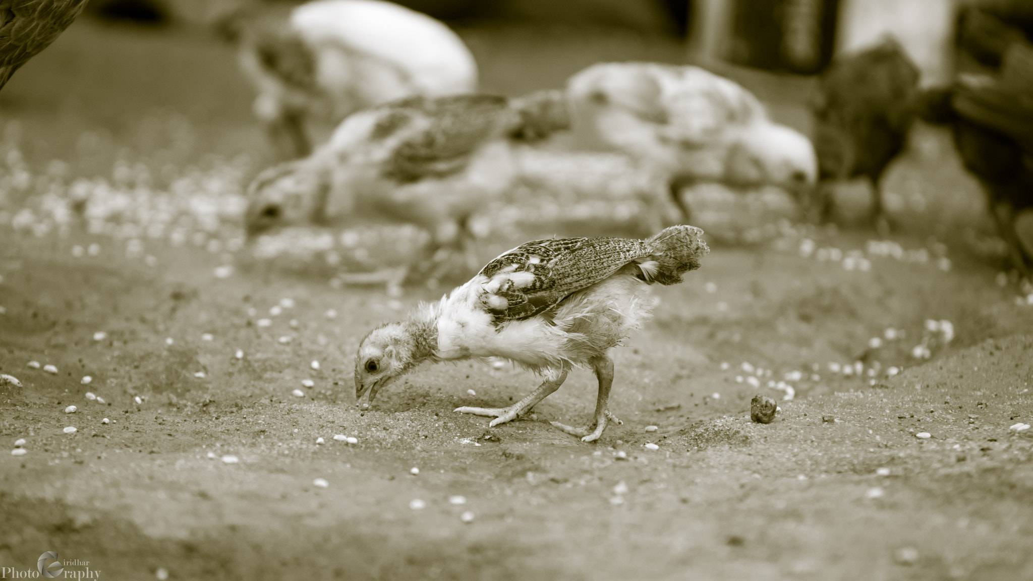 Sony ILCA-77M2 + Tamron SP 70-200mm F2.8 Di VC USD sample photo. That grain is mine photography