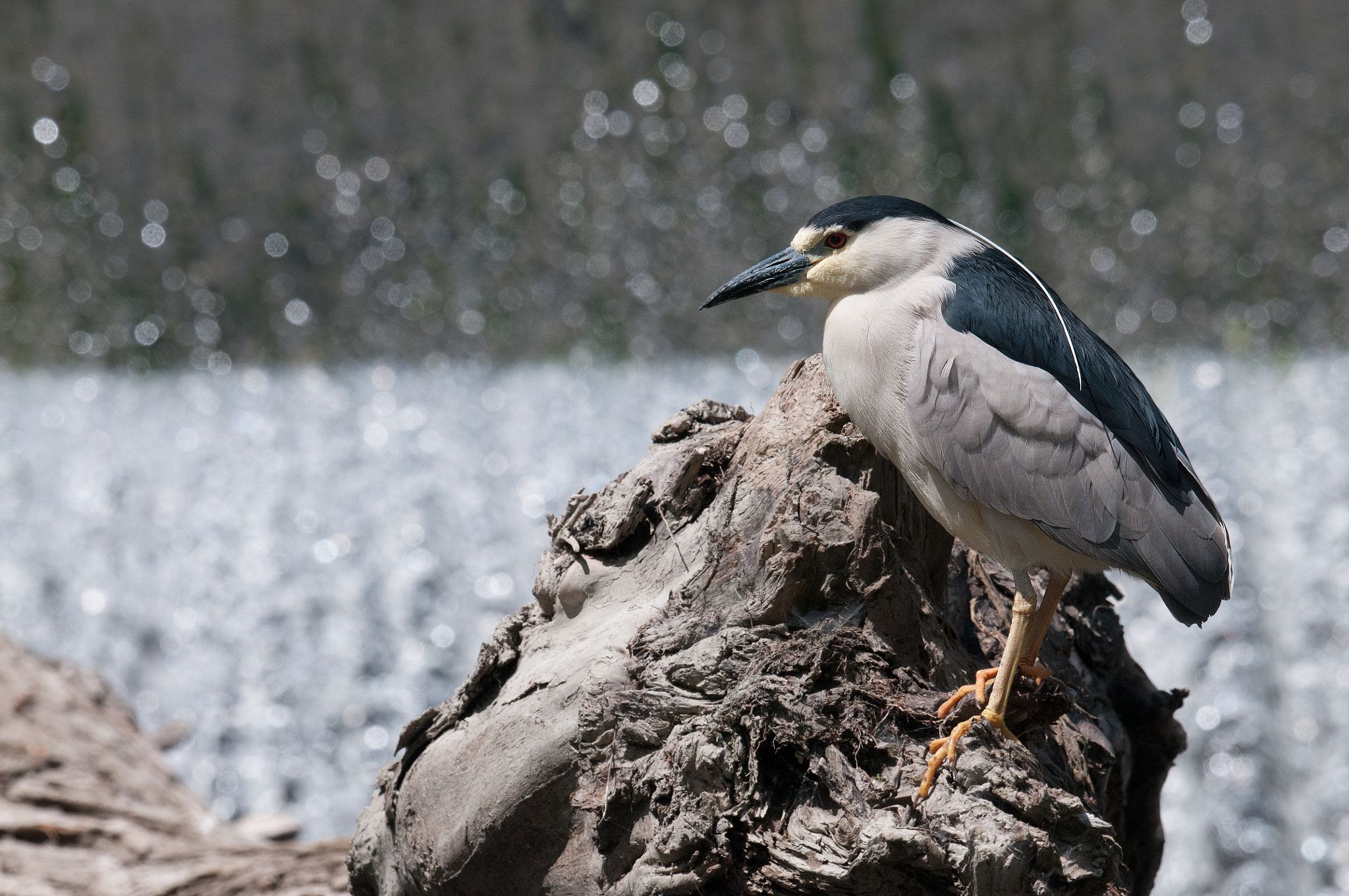 Nikon AF-S Nikkor 800mm F5.6E FL ED VR sample photo. Bihoreau gris, nycticorax nycticorax, black-crowned night-heron photography