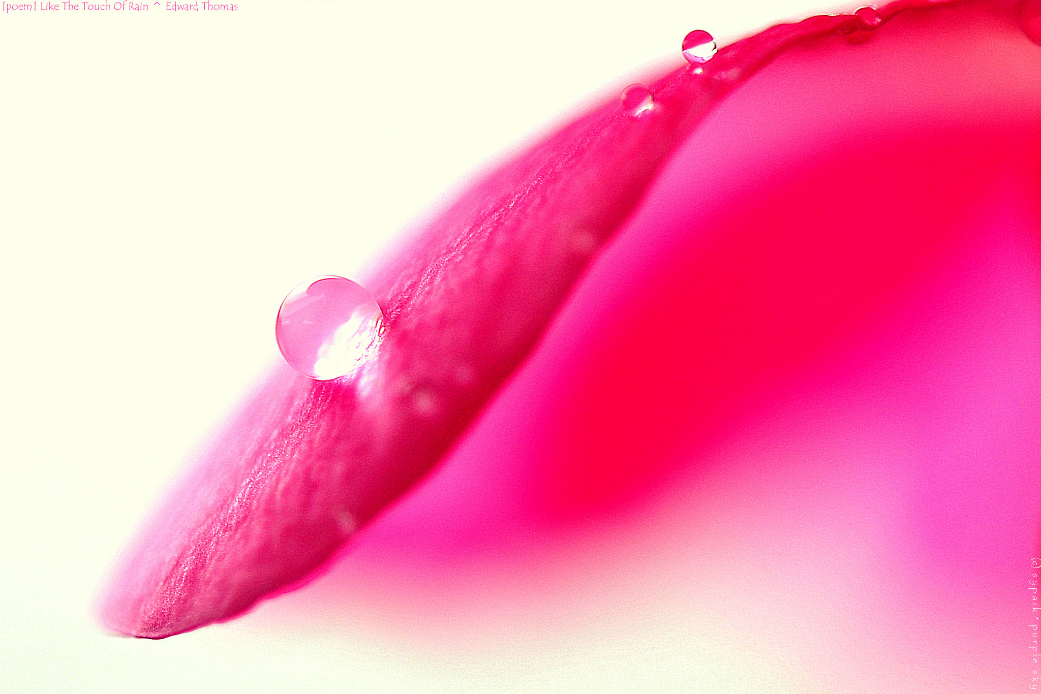 Nikon AF-S Micro-Nikkor 60mm F2.8G ED sample photo. Like the touch of rain ii photography